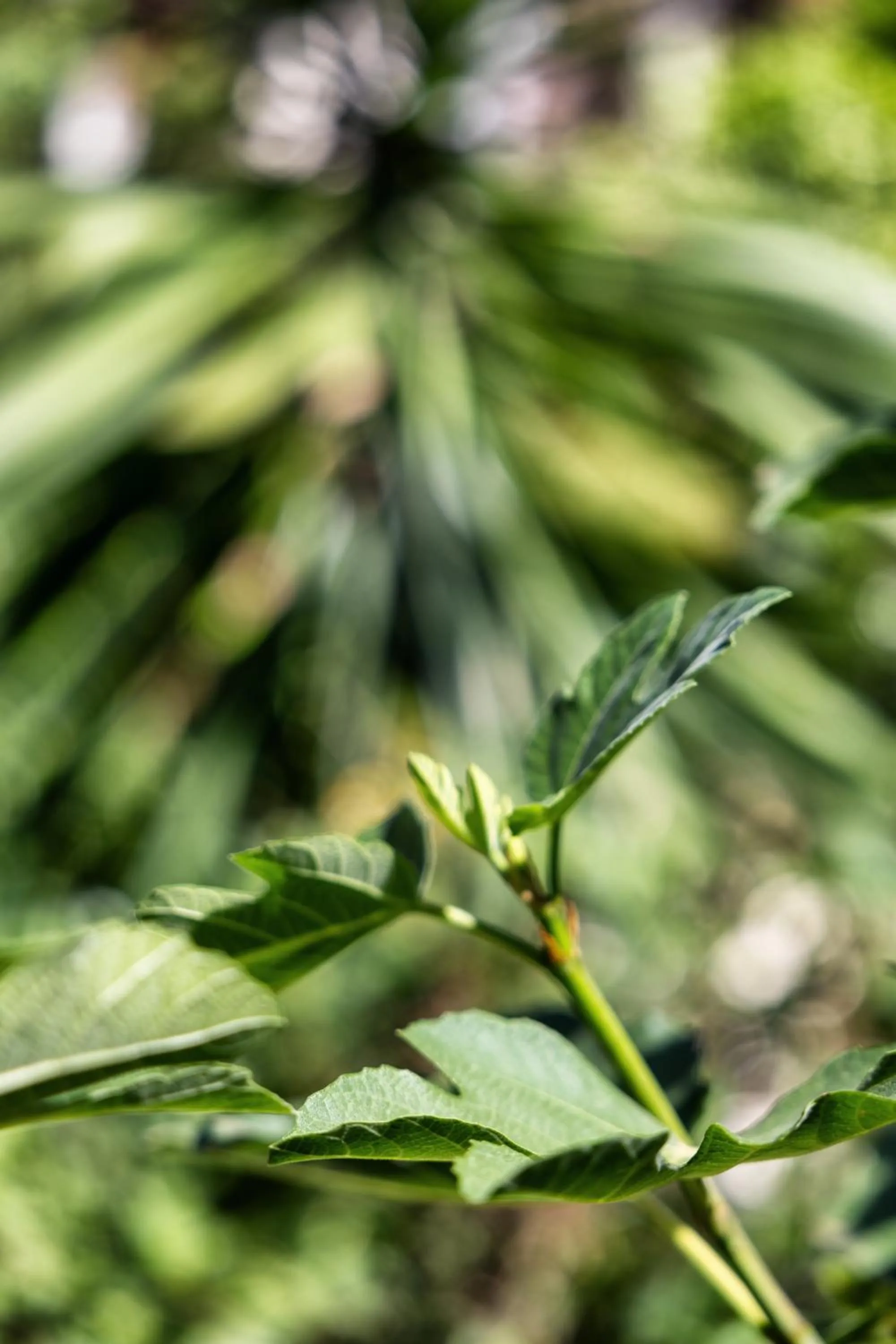 Boutique Hotel Las Islas