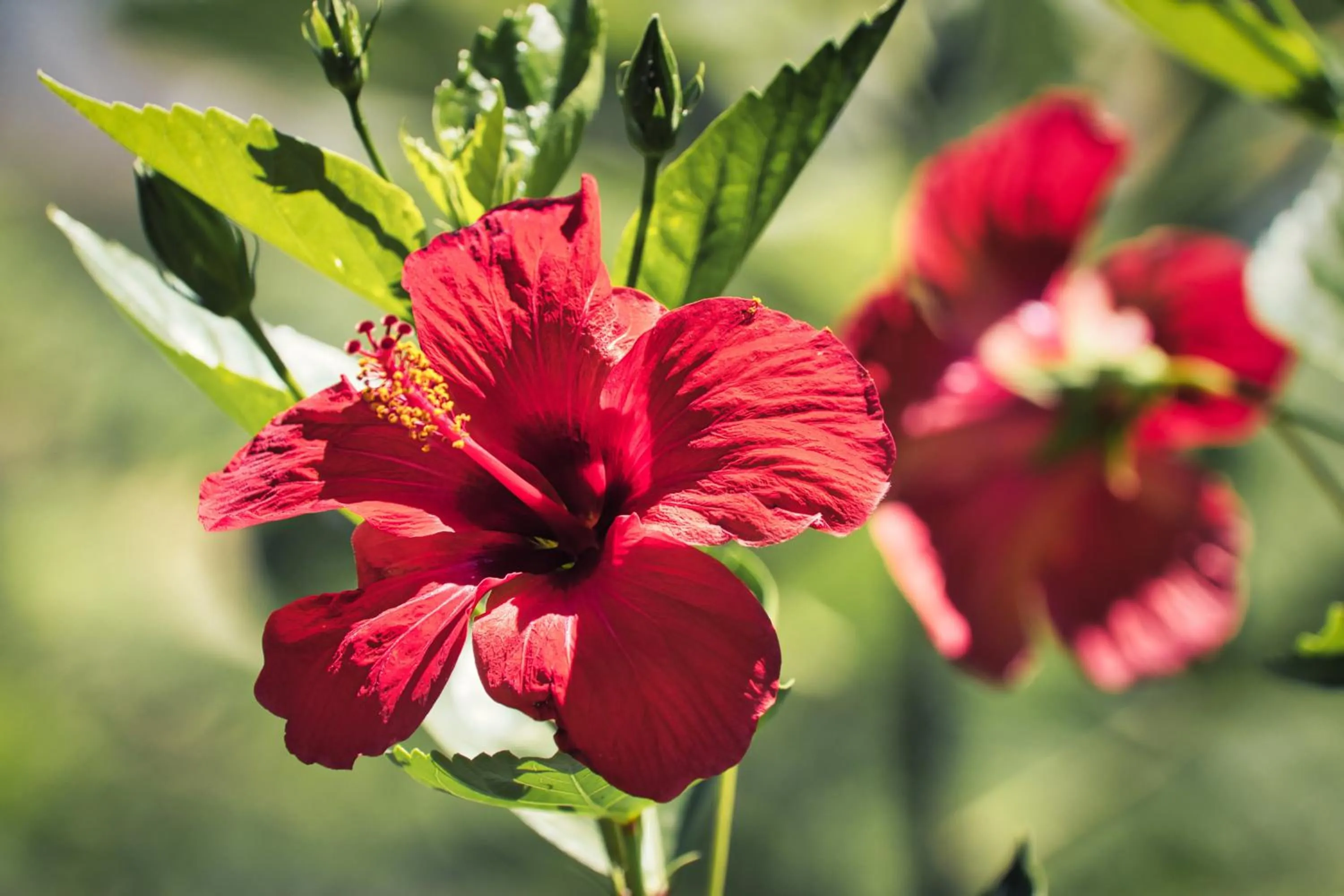 Boutique Hotel Las Islas