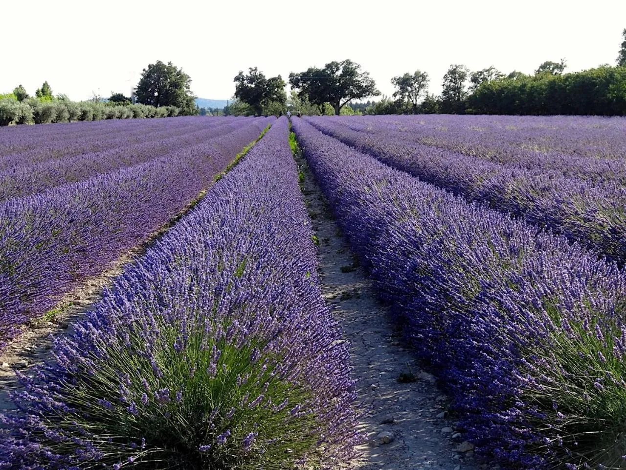 Natural landscape in La Cour Des Sens
