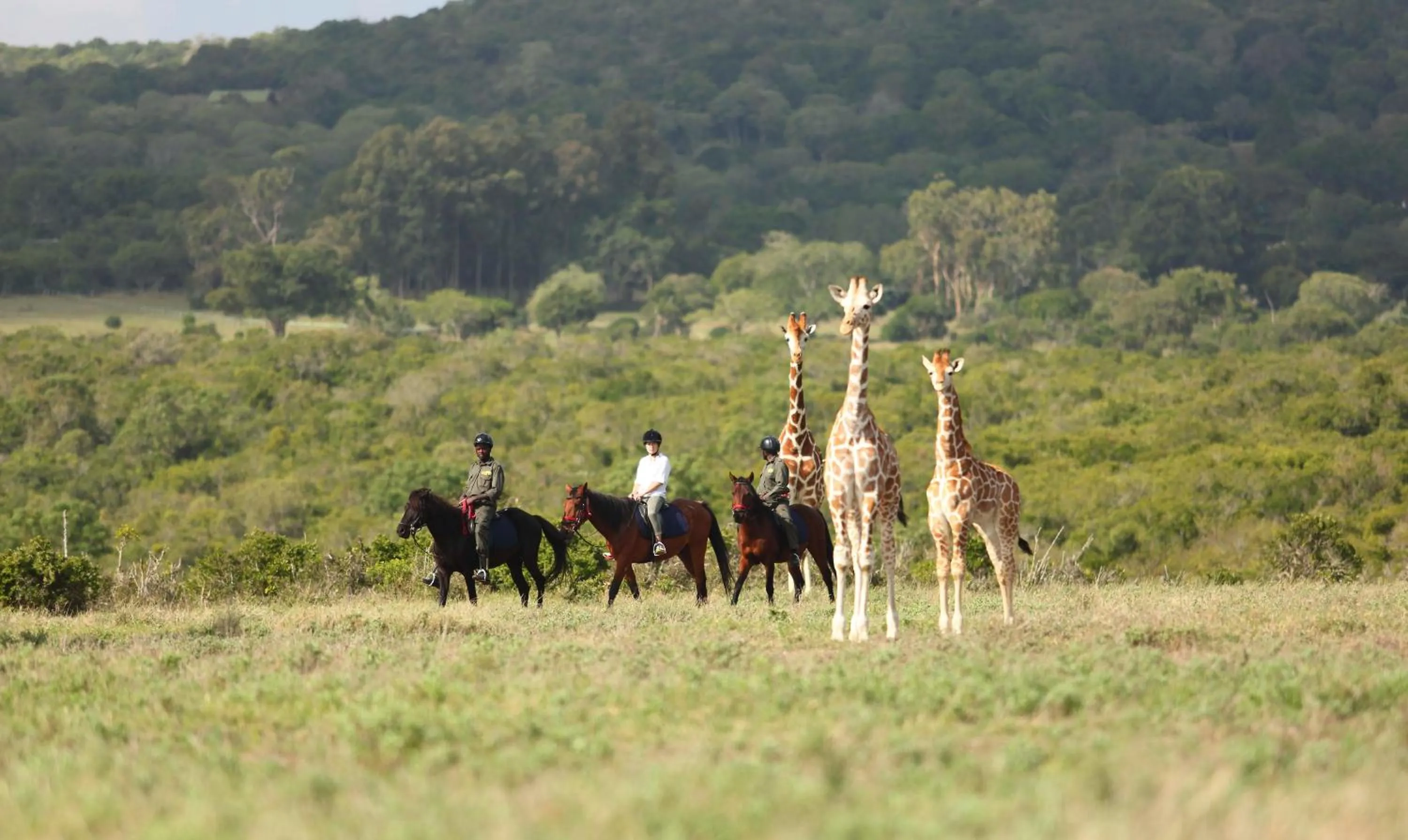 Natural landscape in The Aberdare Country Club