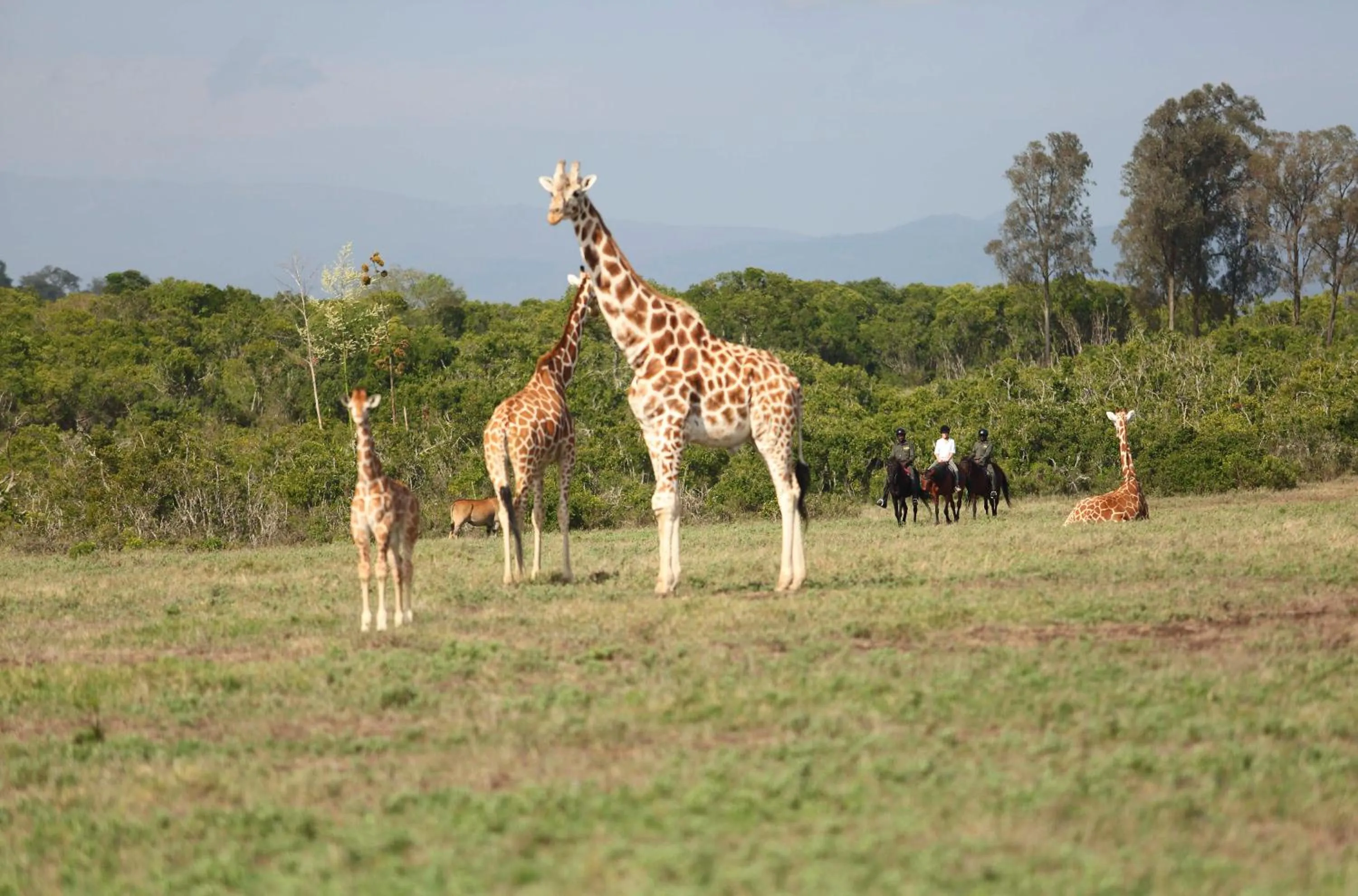 Animals in The Aberdare Country Club