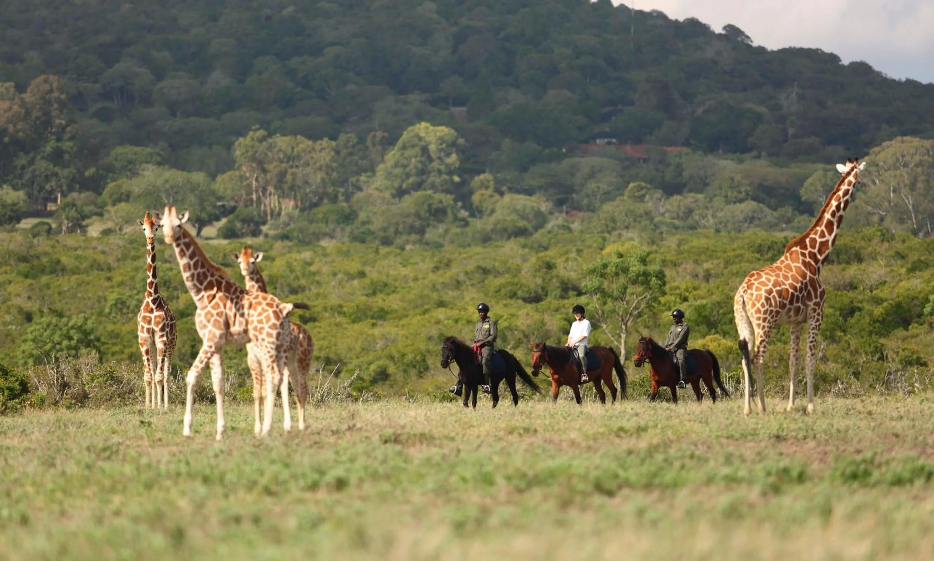 Natural landscape in The Aberdare Country Club