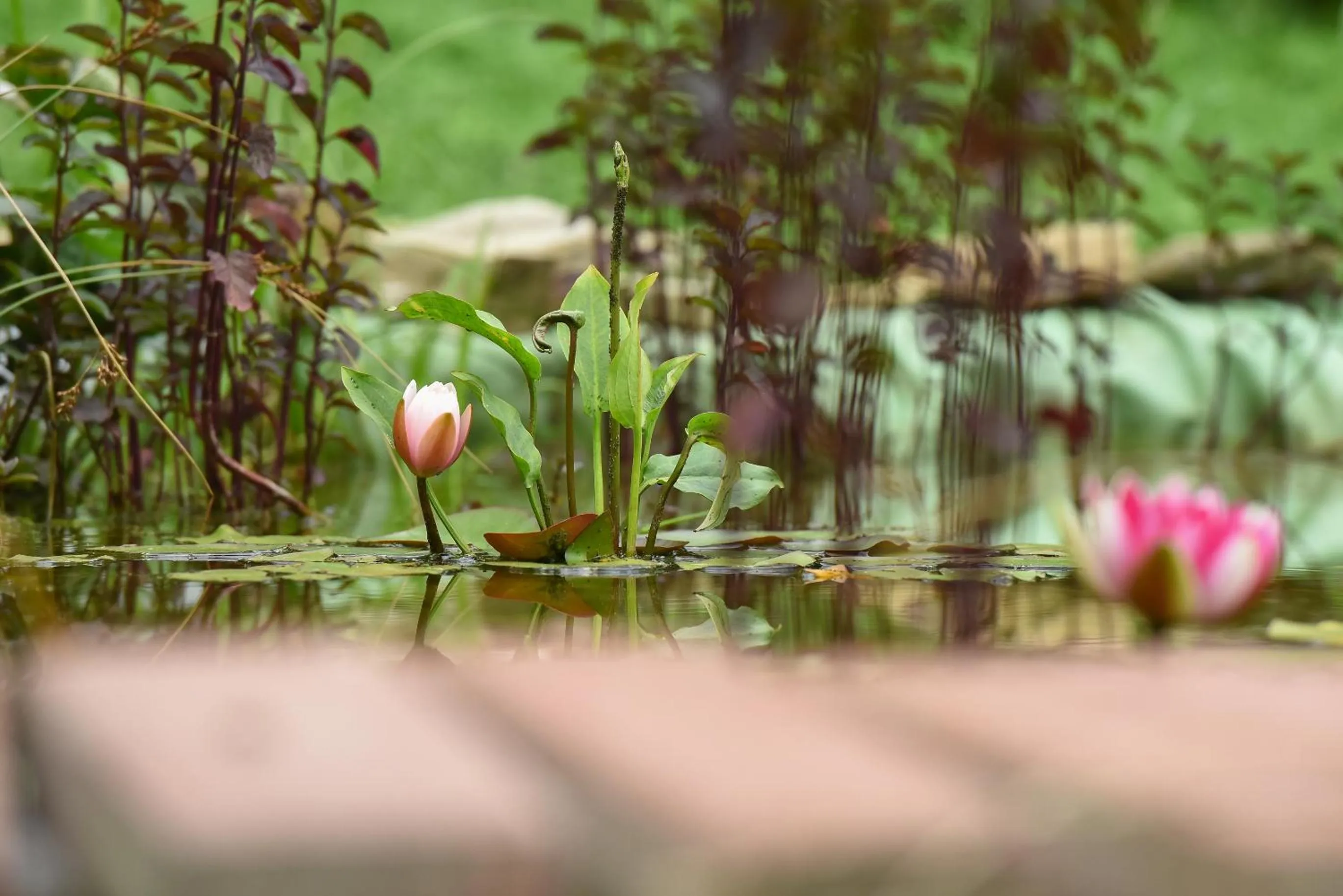 Garden in Casa Lily - Japanese Retreat