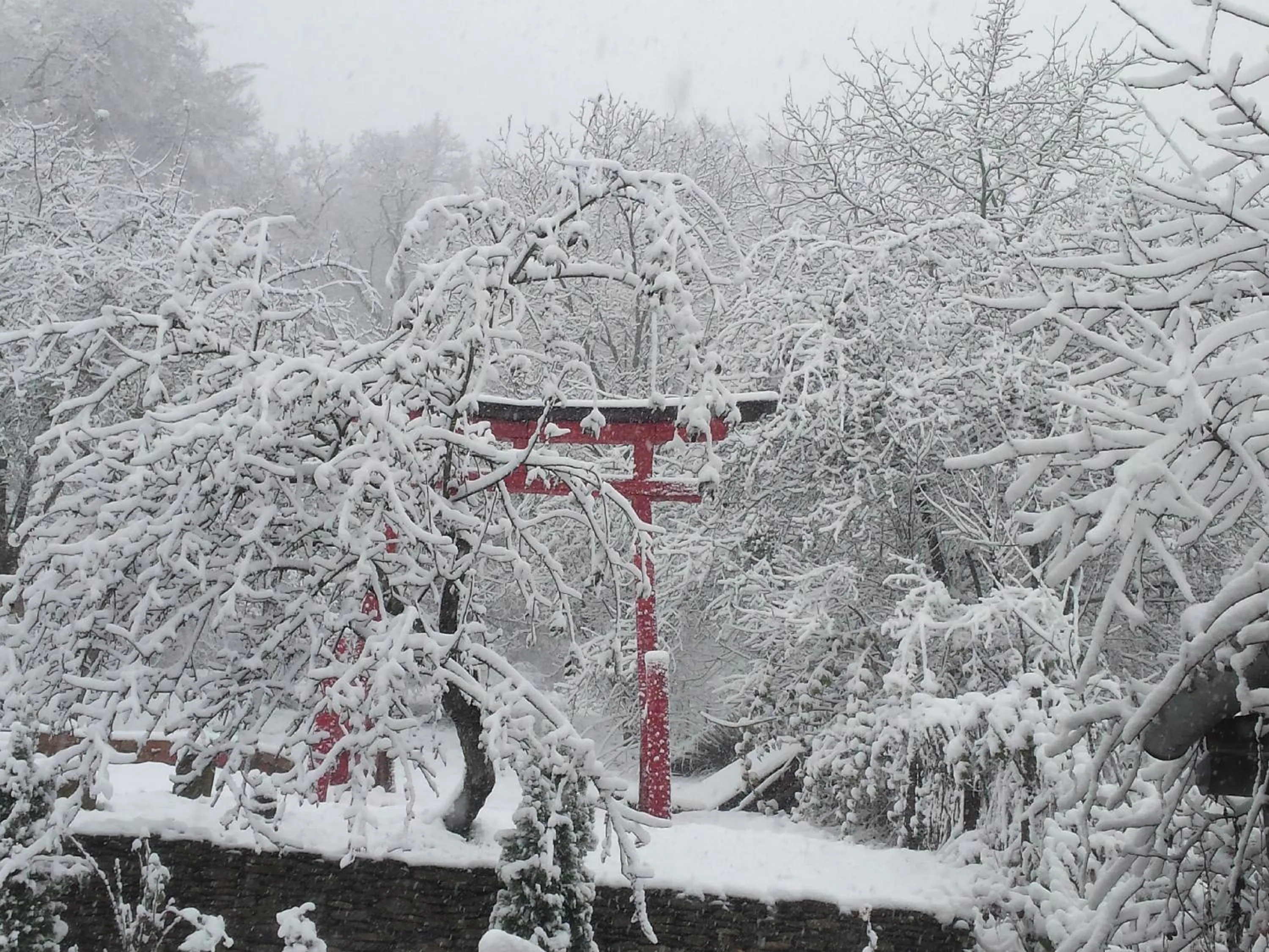 Garden view in Casa Lily - Japanese Retreat