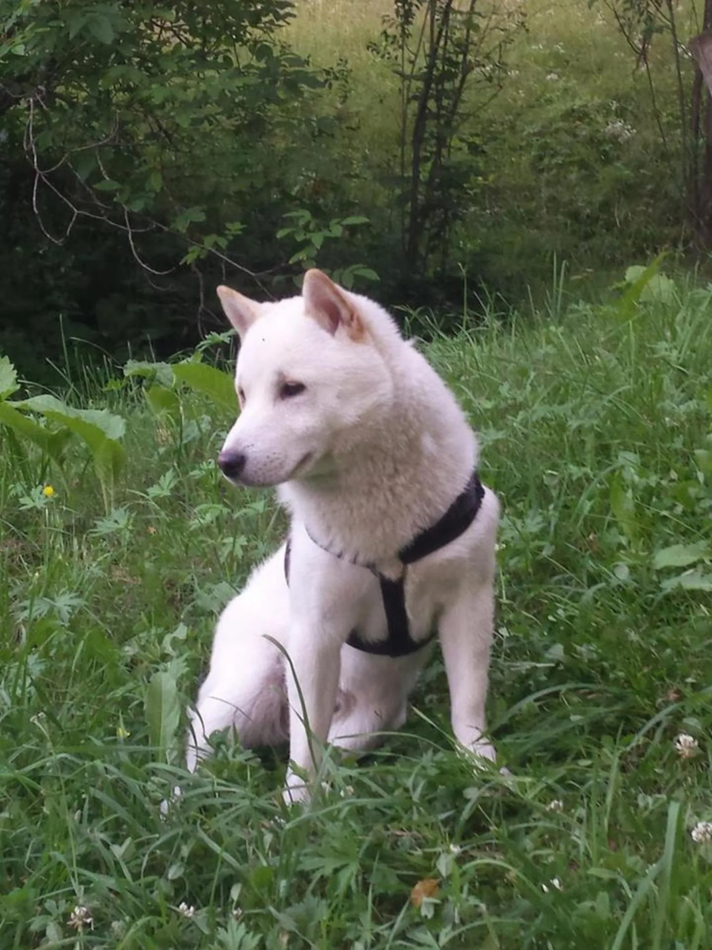 Pets in Casa Lily - Japanese Retreat