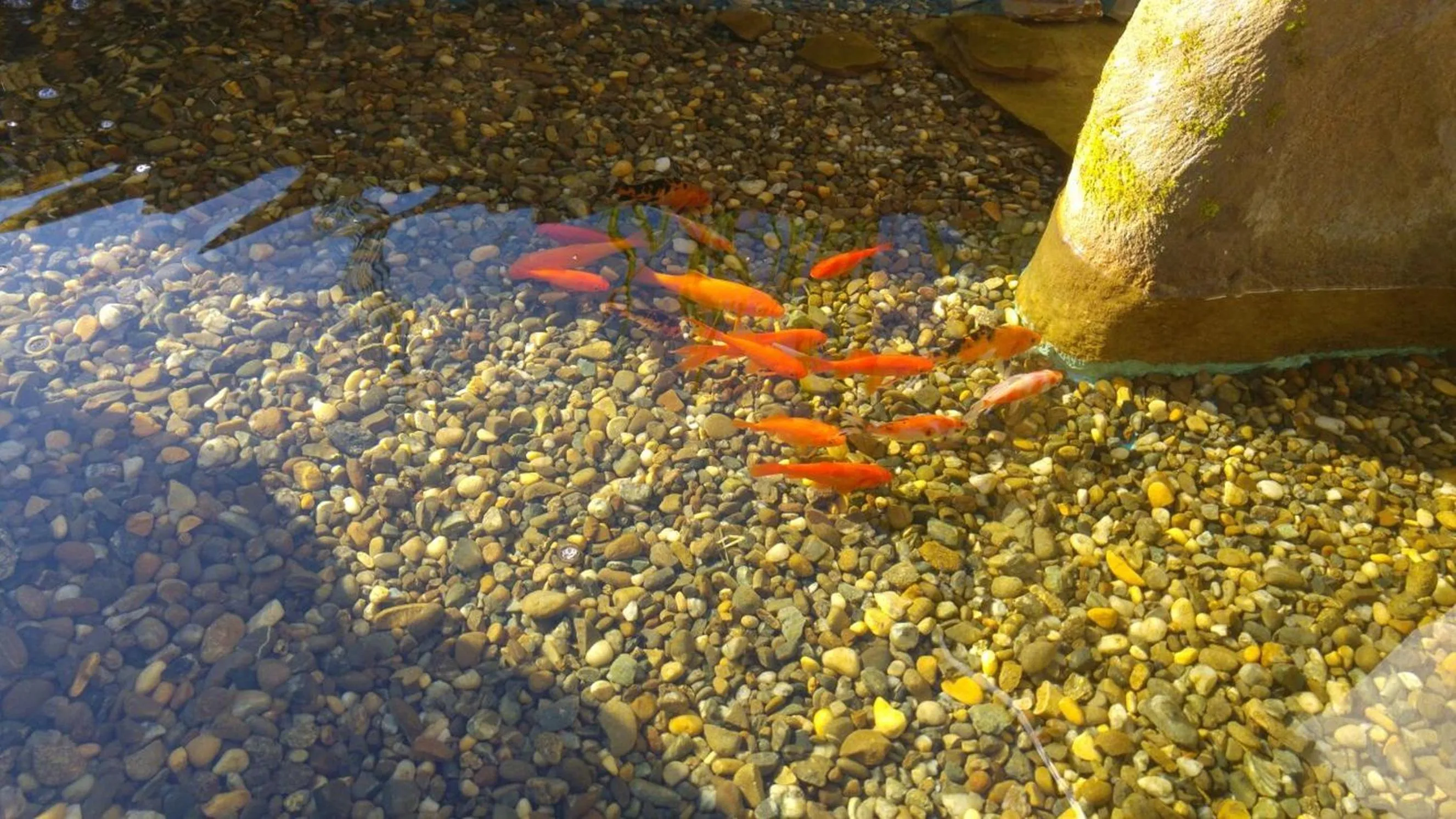 Garden in Casa Lily - Japanese Retreat