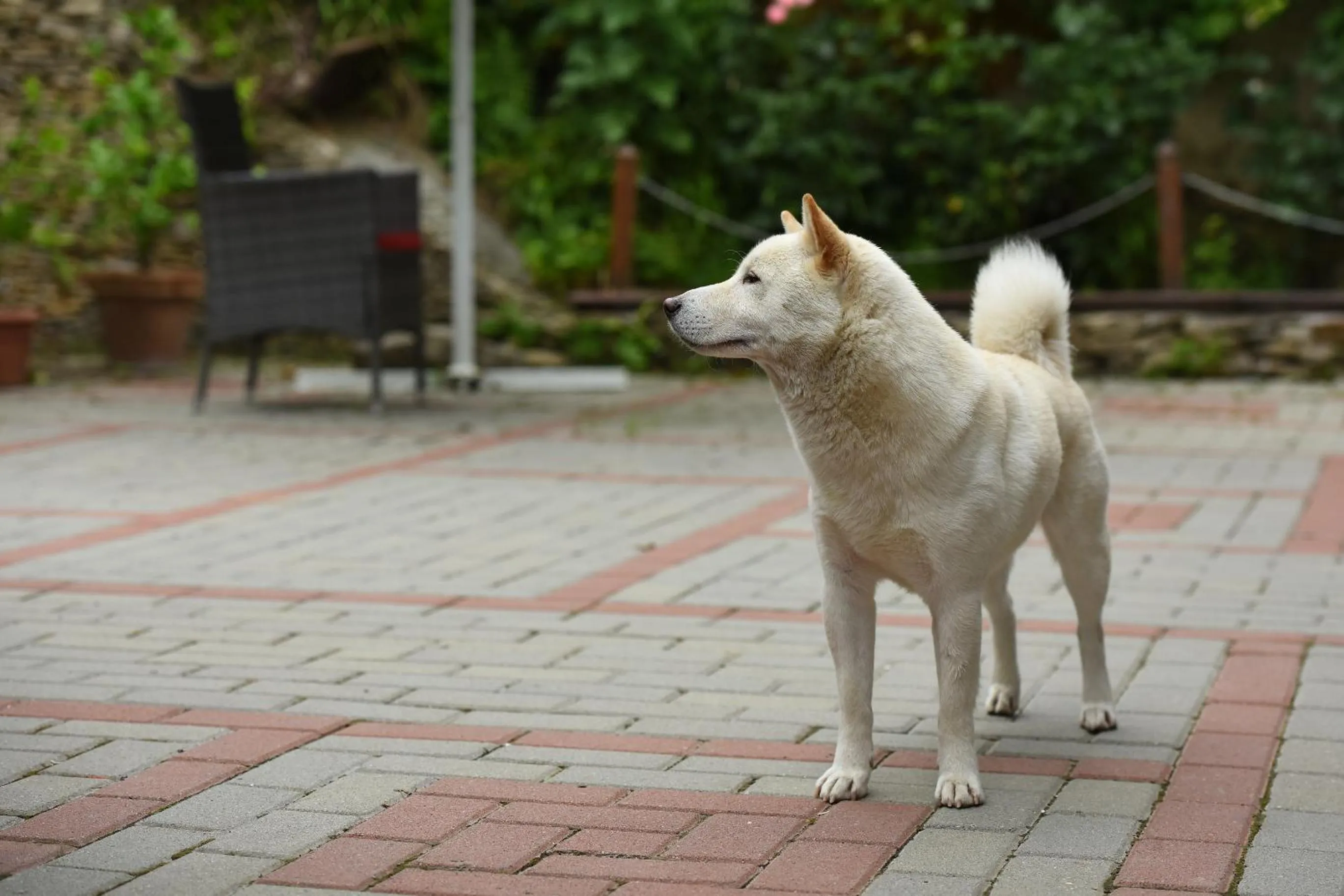 Pets in Casa Lily - Japanese Retreat