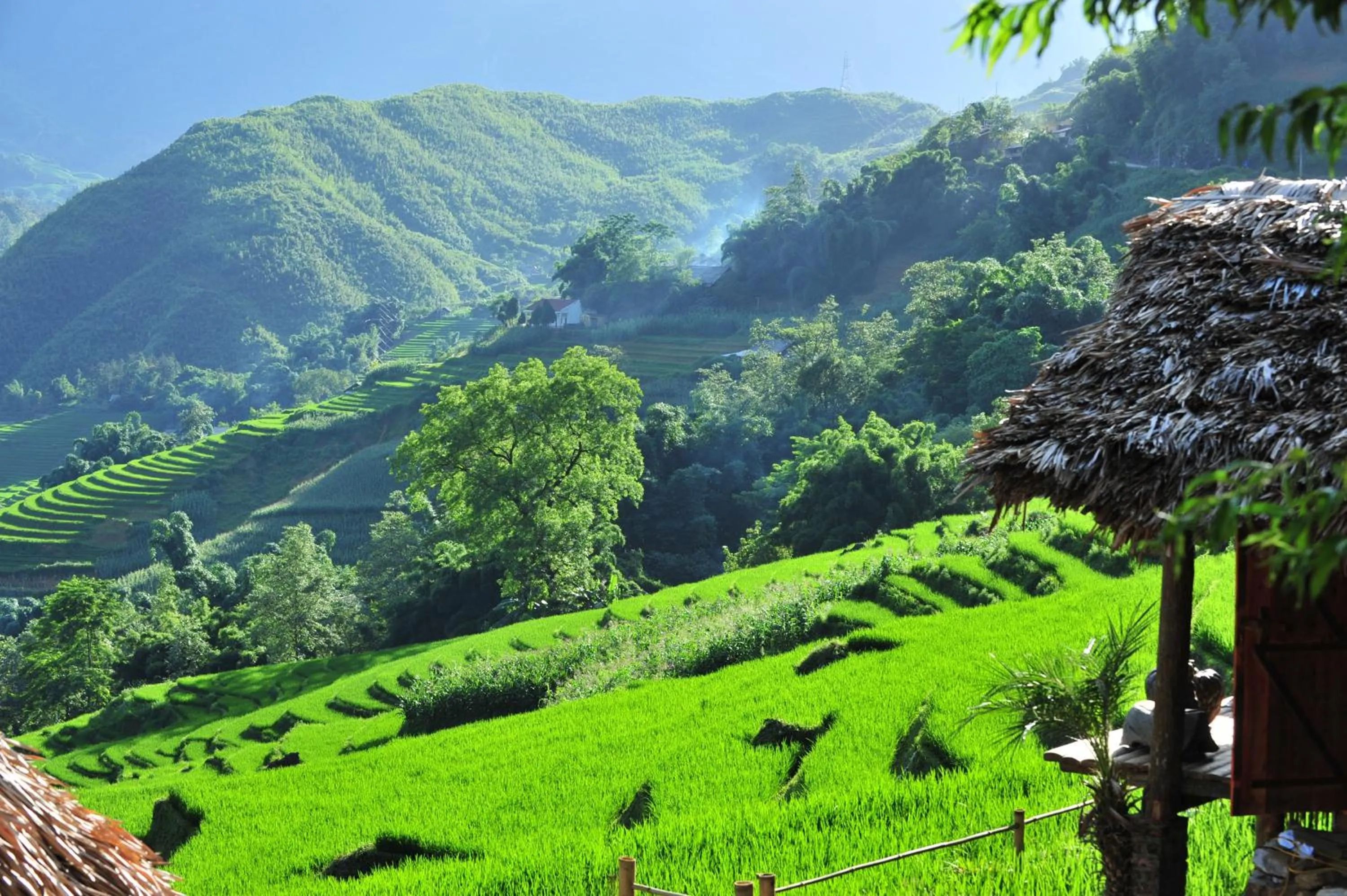 Natural landscape in Eco Palms House - Sapa Retreat