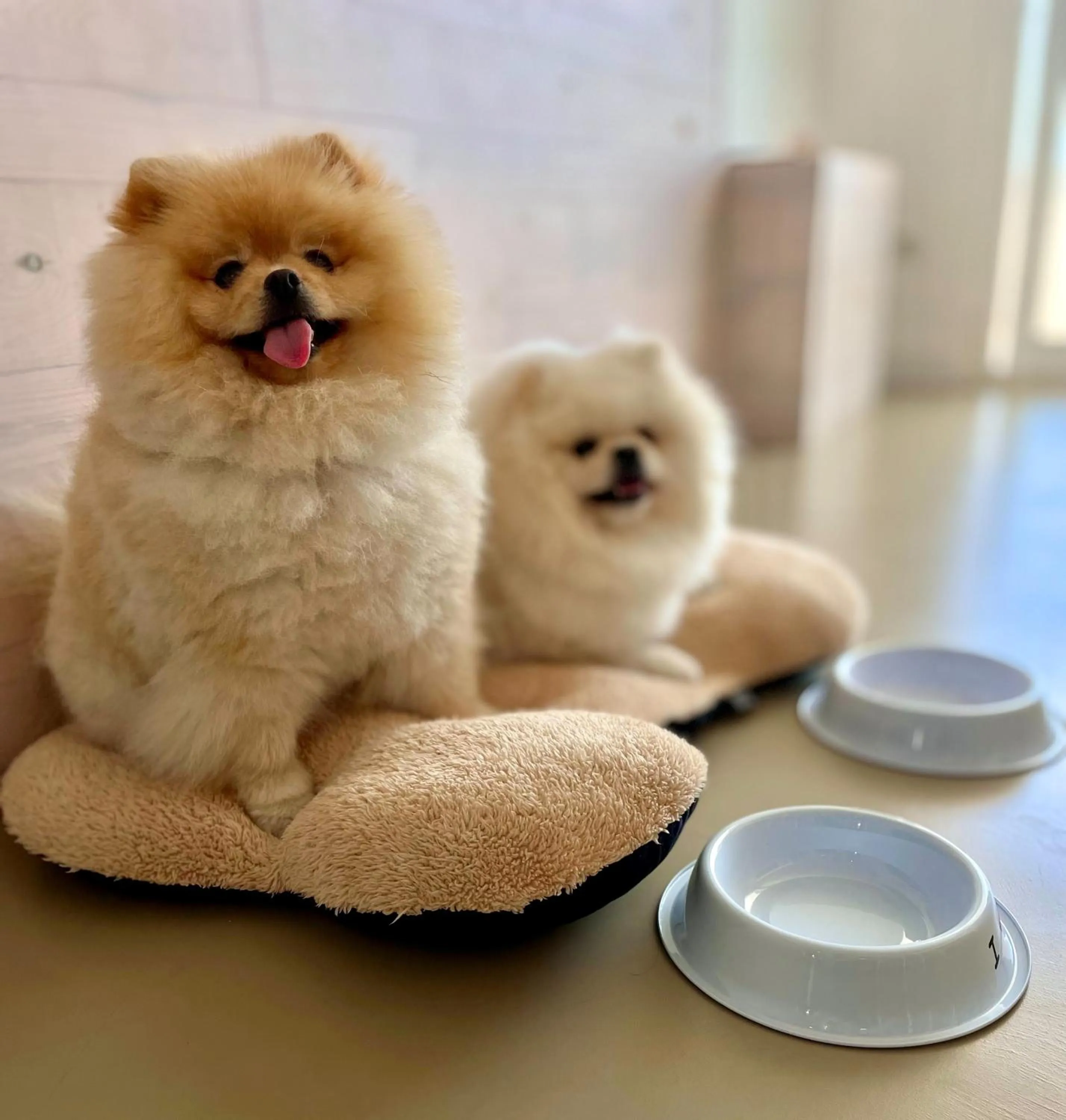 Pets in Apartamentos Llobet Ibiza