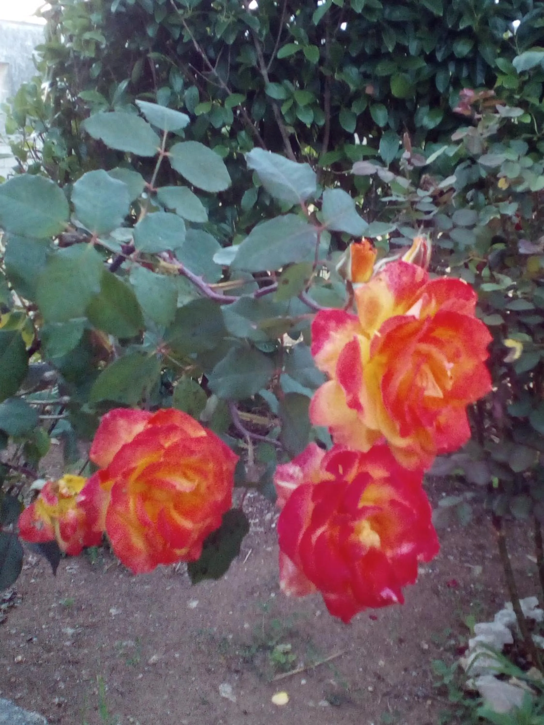 Spring in B&B Alicino