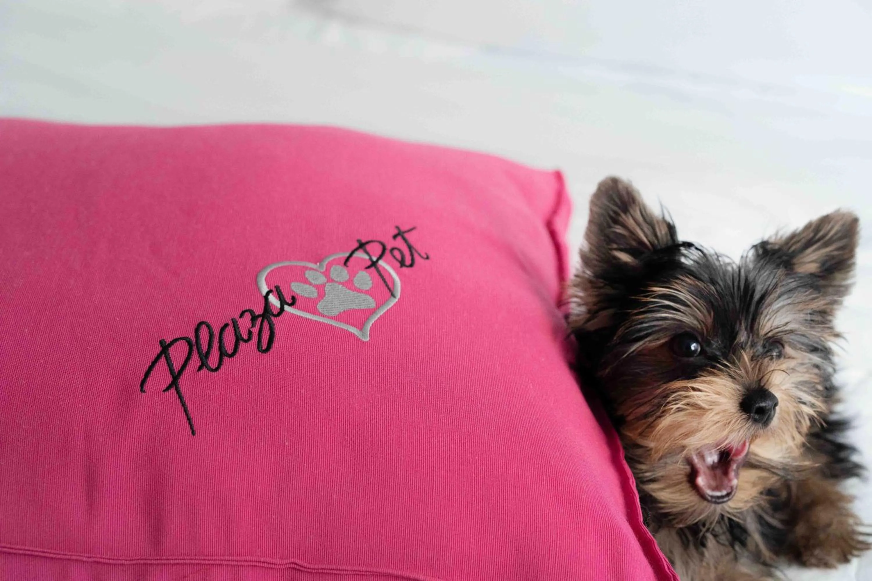 Pets in Plaza São Rafael Hotel