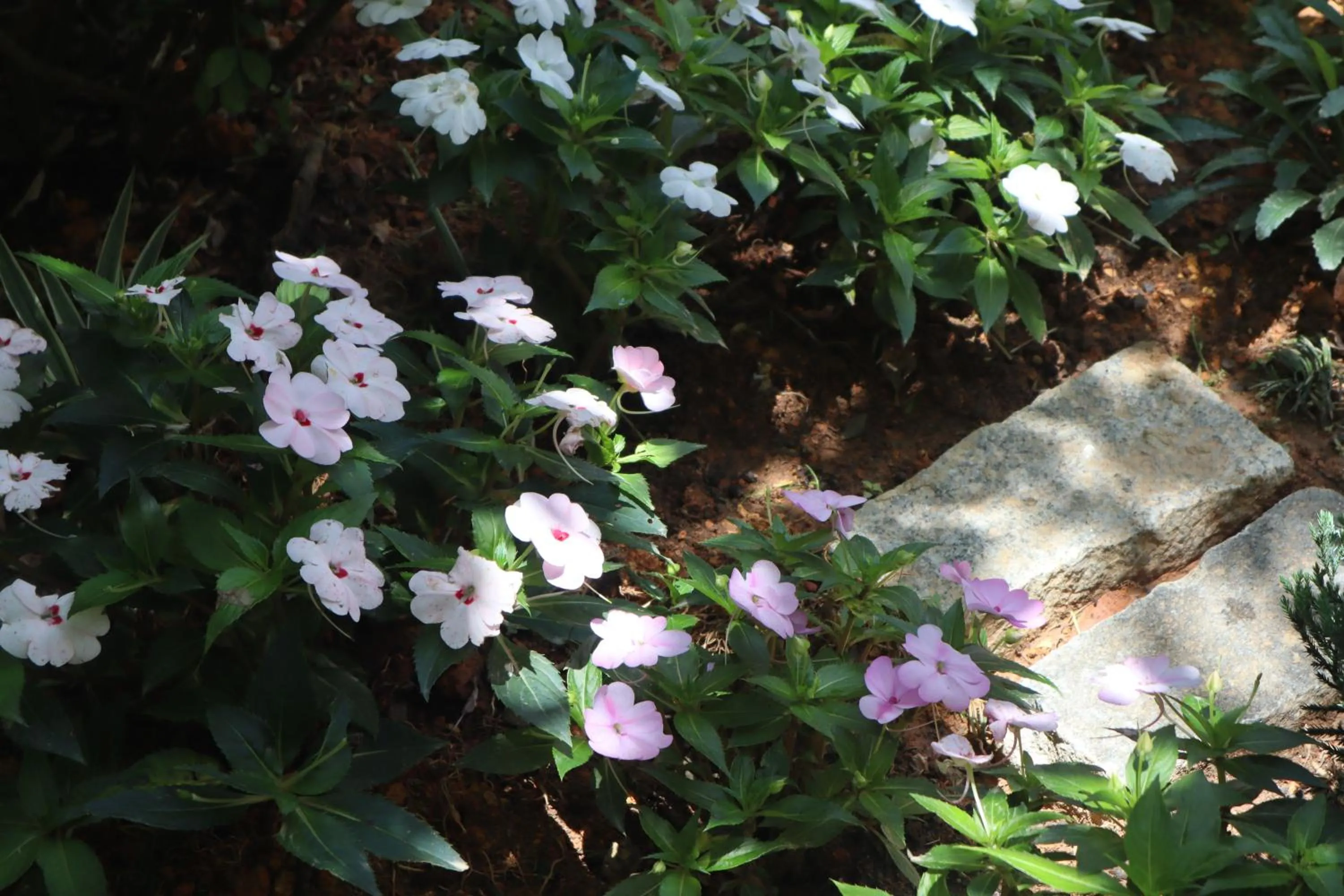 Spring in Hoang Loc Villa