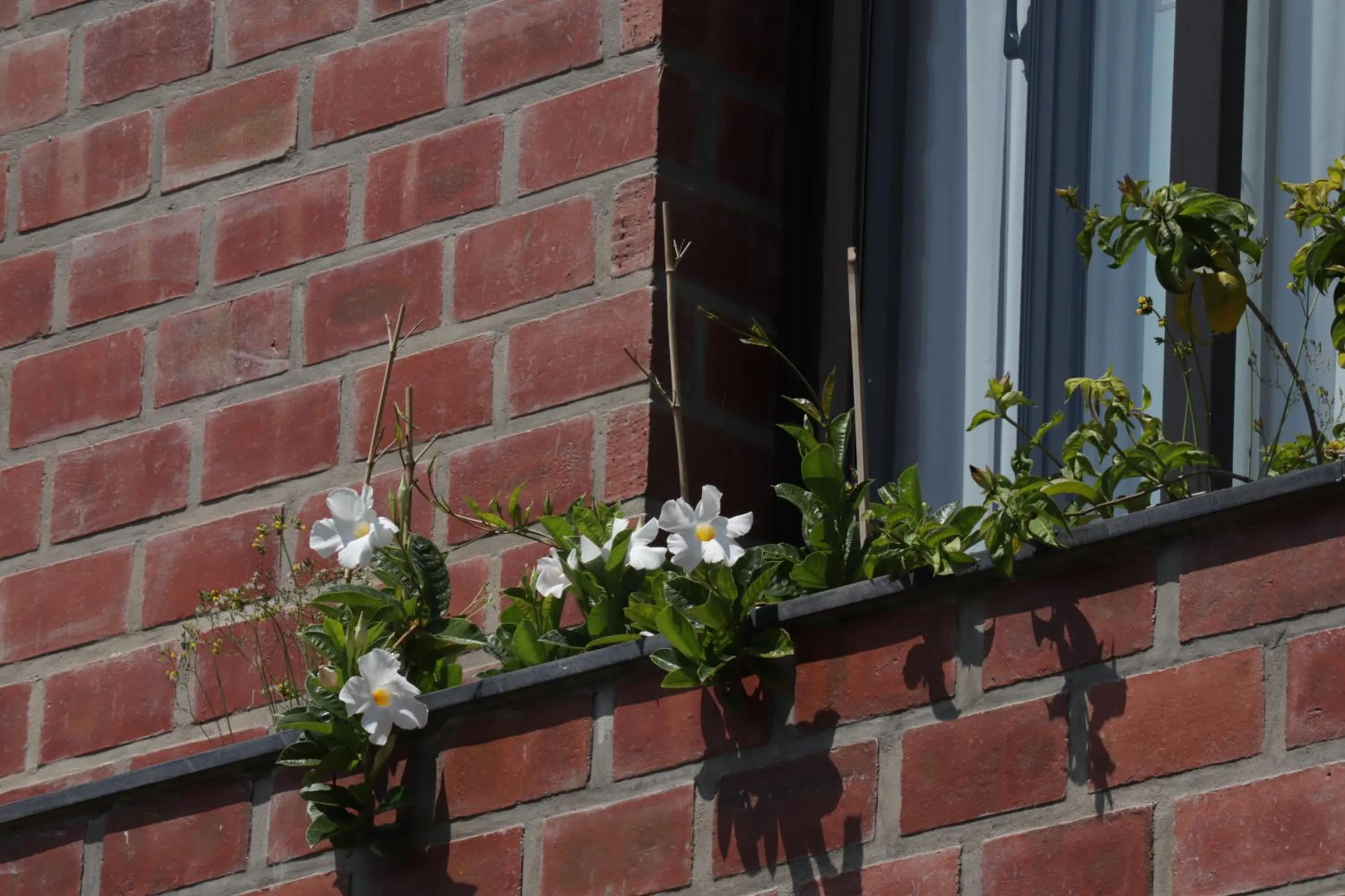 Spring in Hoang Loc Villa