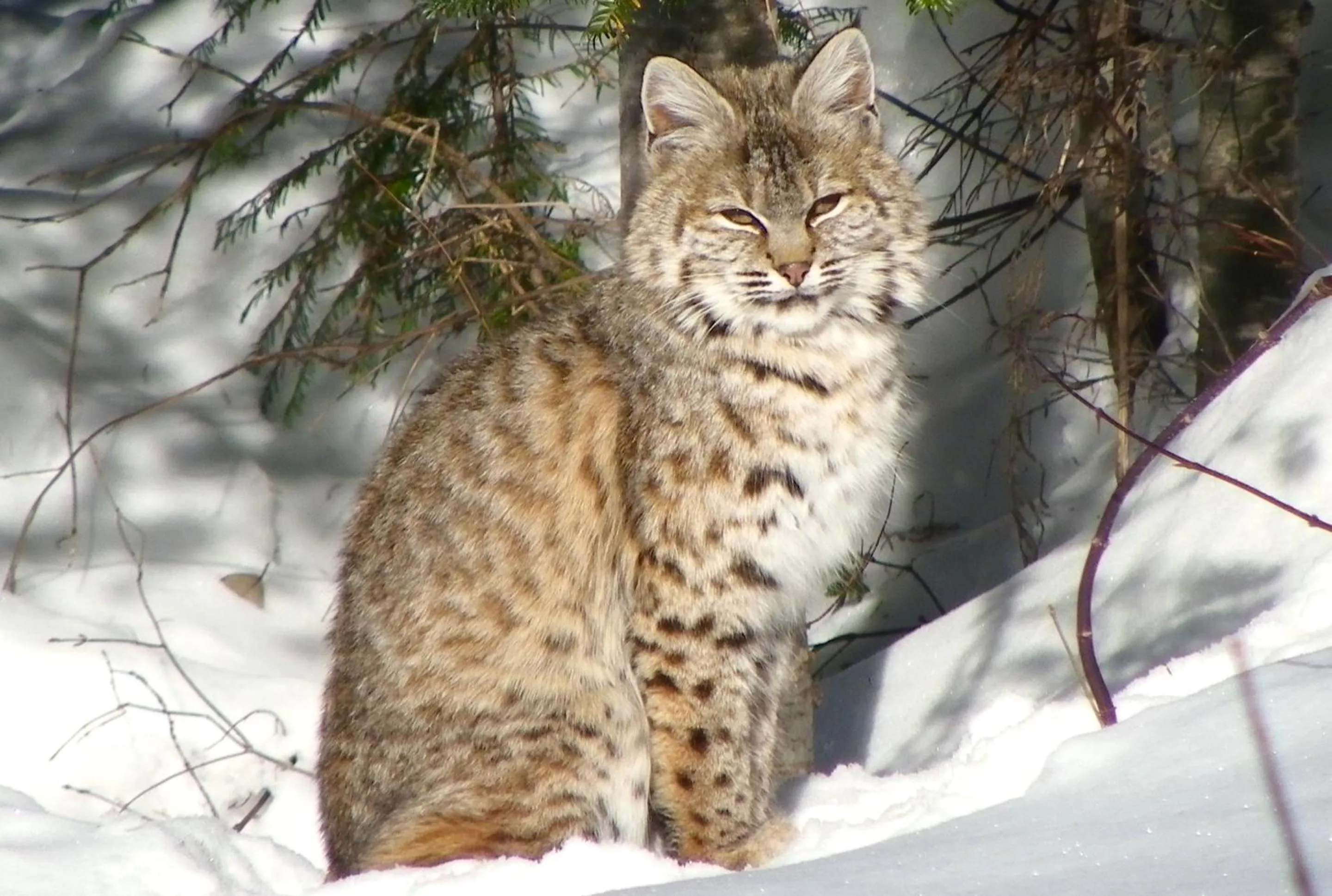 Natural landscape in Logden Lodge