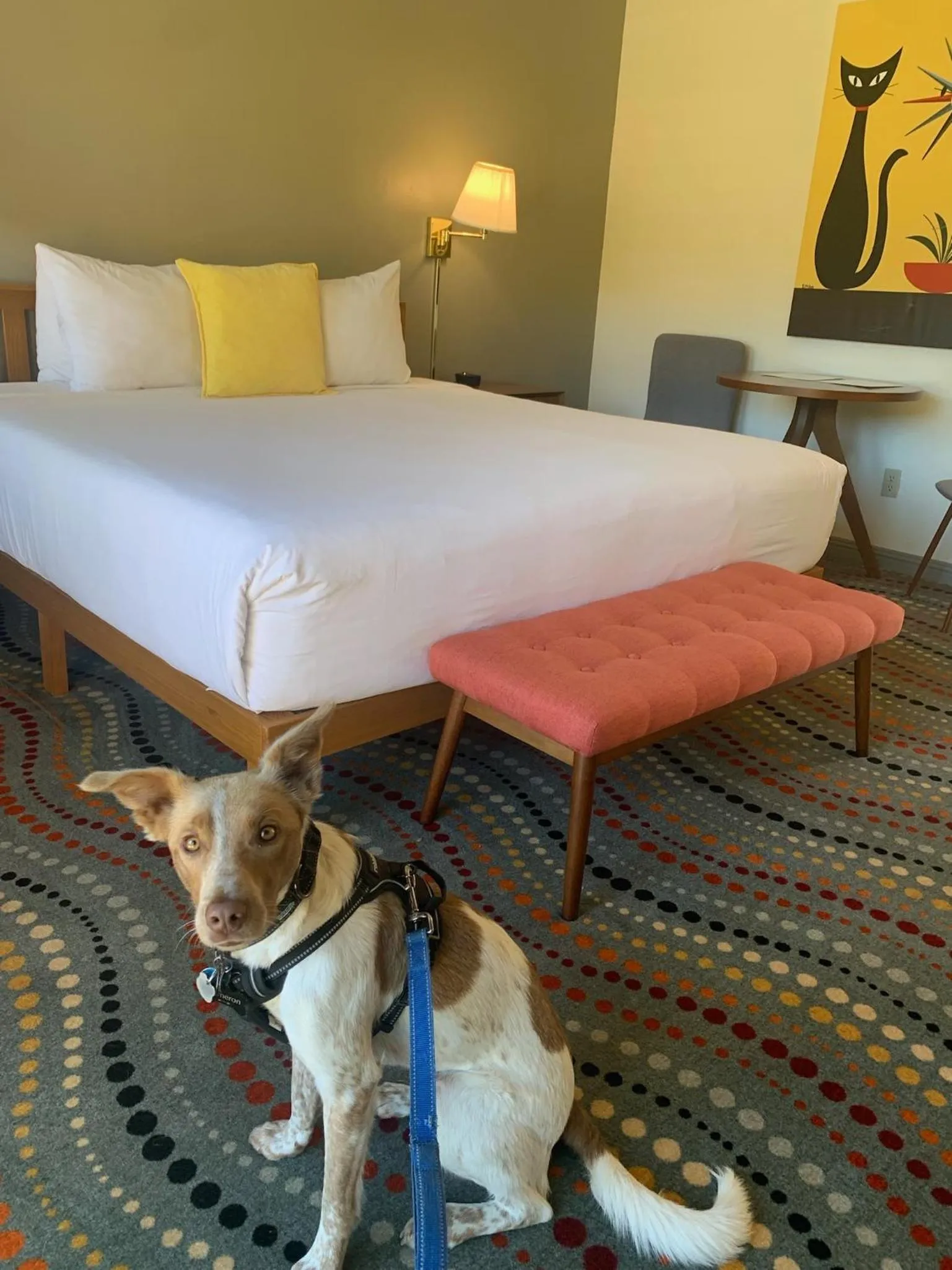 Guests, Bed in Contenta Inn