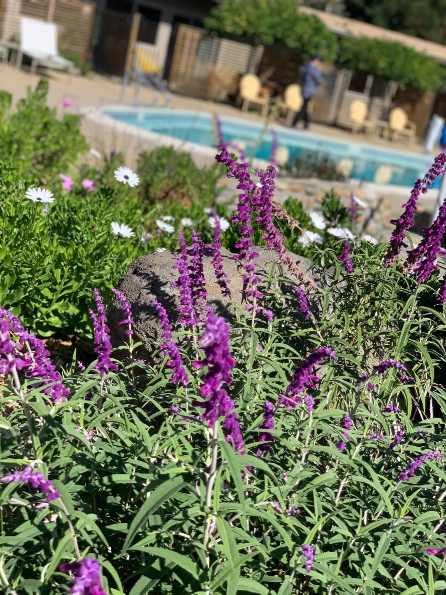 Natural landscape in Contenta Inn