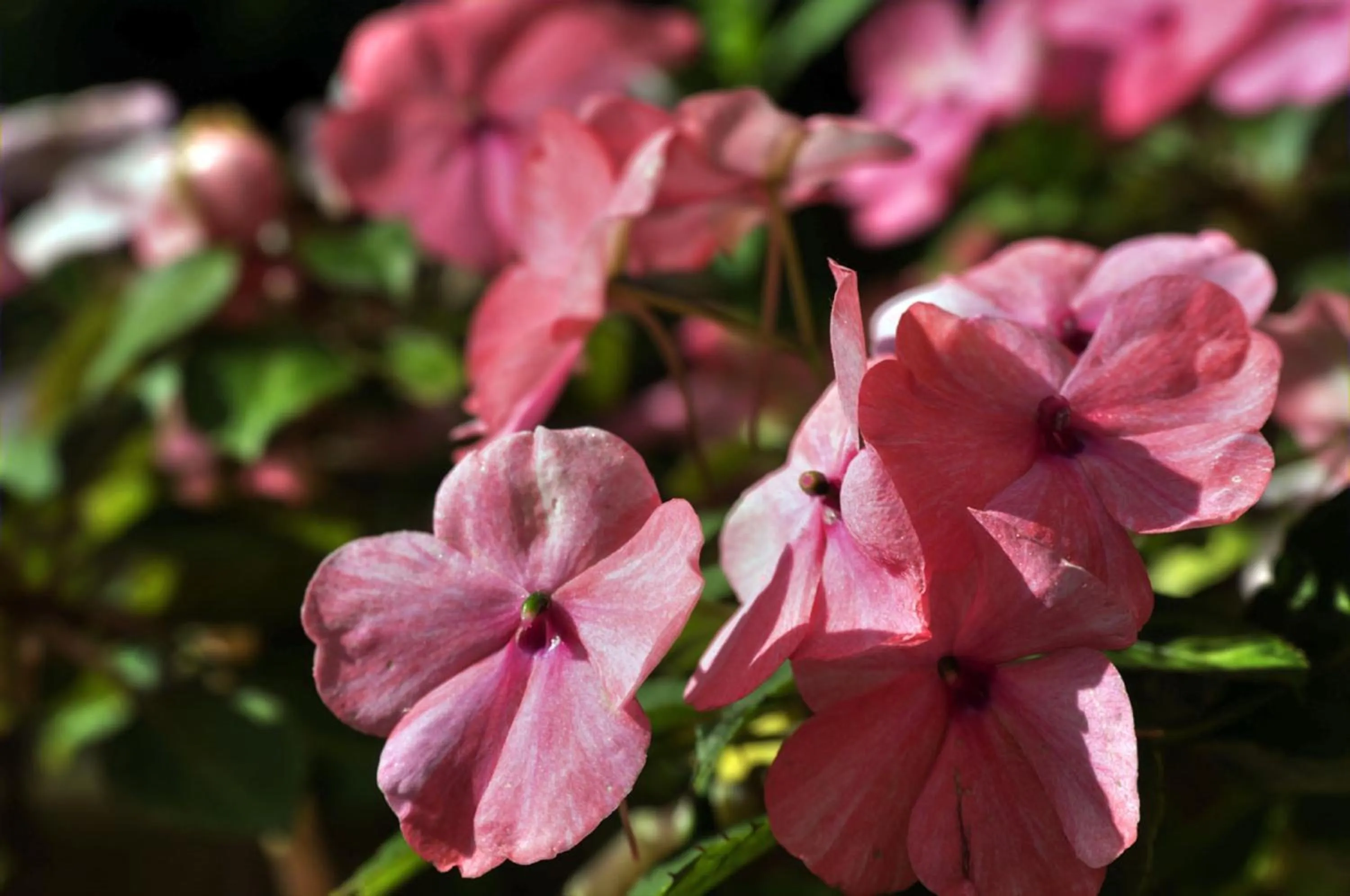 Other in The Avalon Hotel in Catalina Island