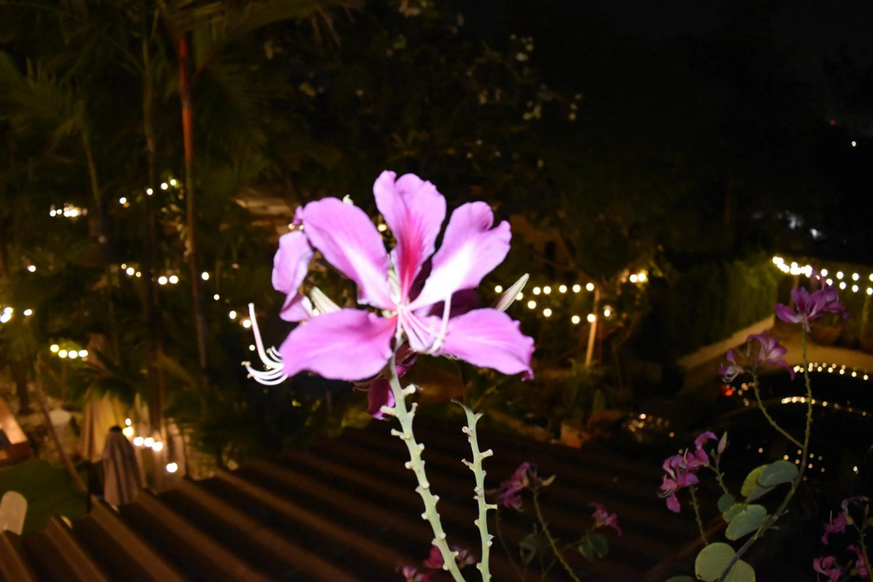 Thongtara House Boutique Srinakarin