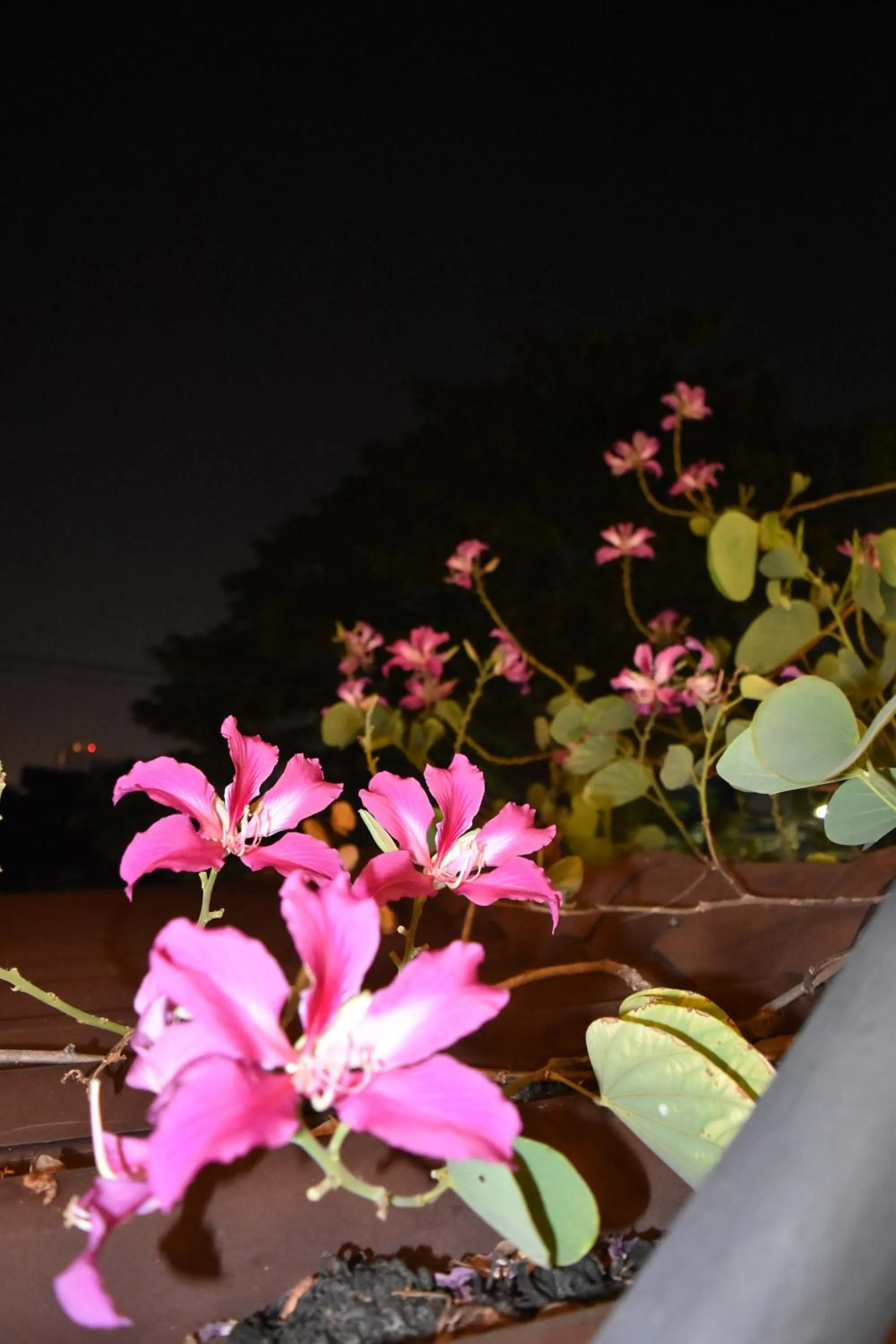 Thongtara House Boutique Srinakarin