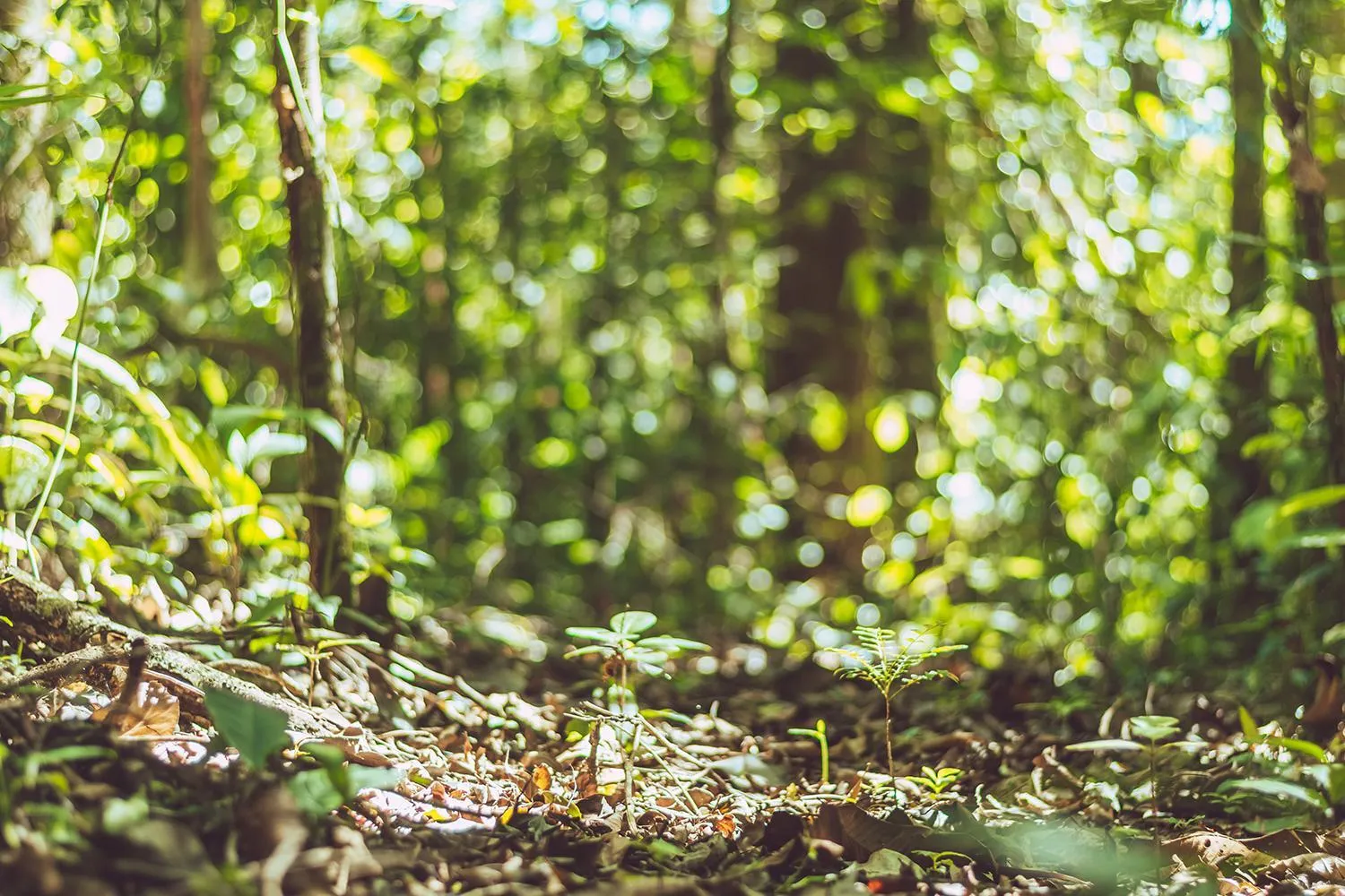 Natural landscape in Termales del Bosque & Hot Springs