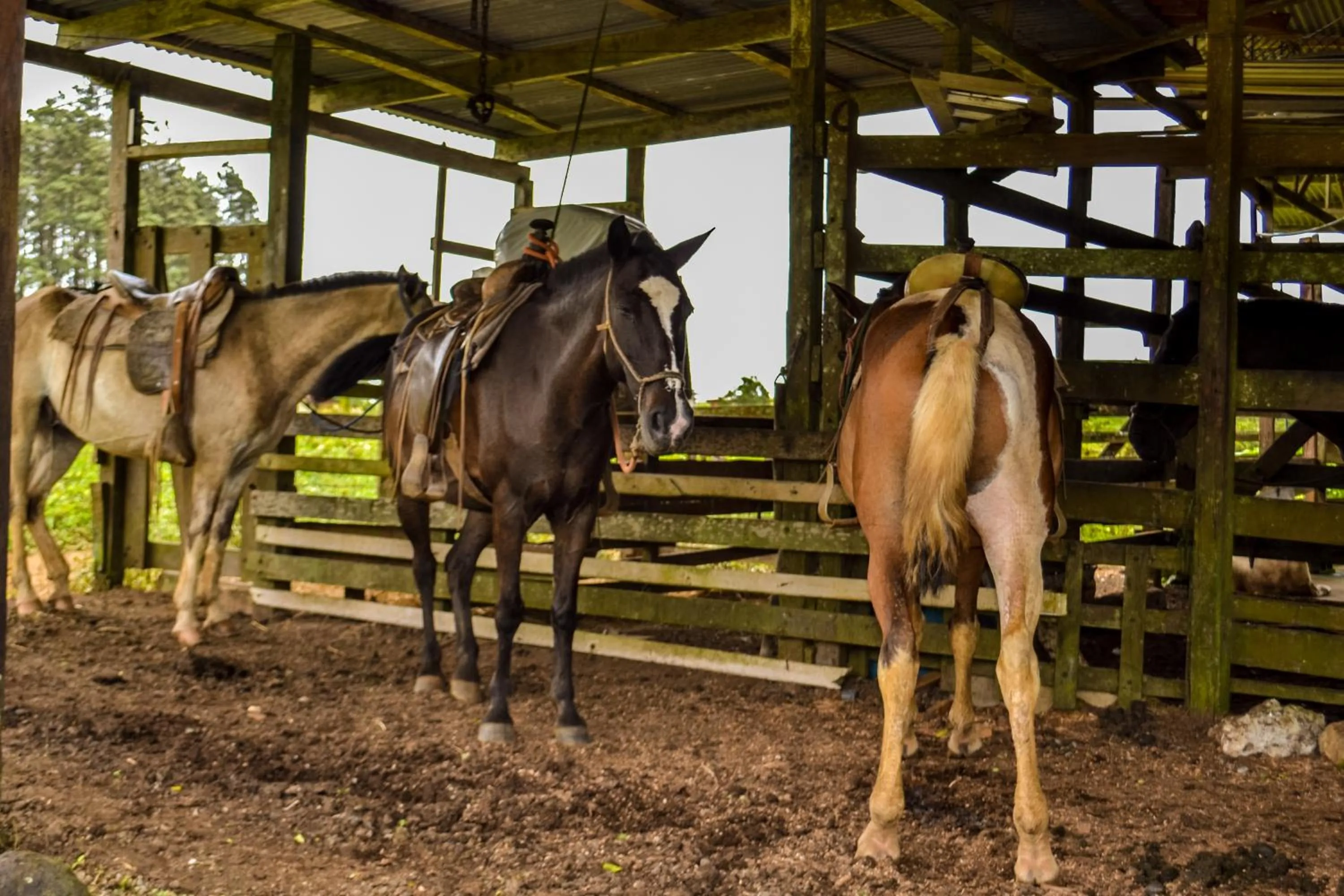 Activities in Termales del Bosque & Hot Springs