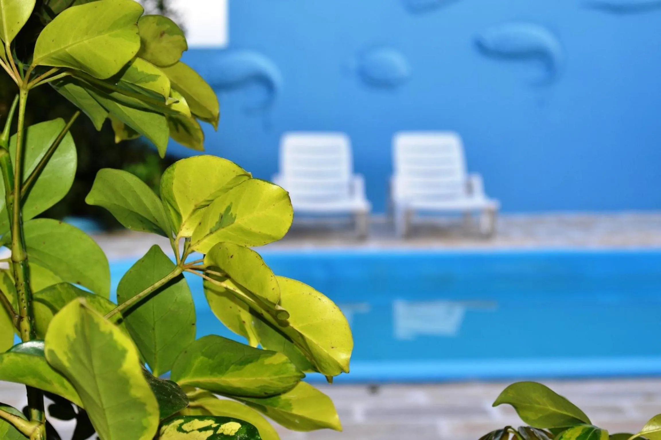 Garden in Hotel Penha