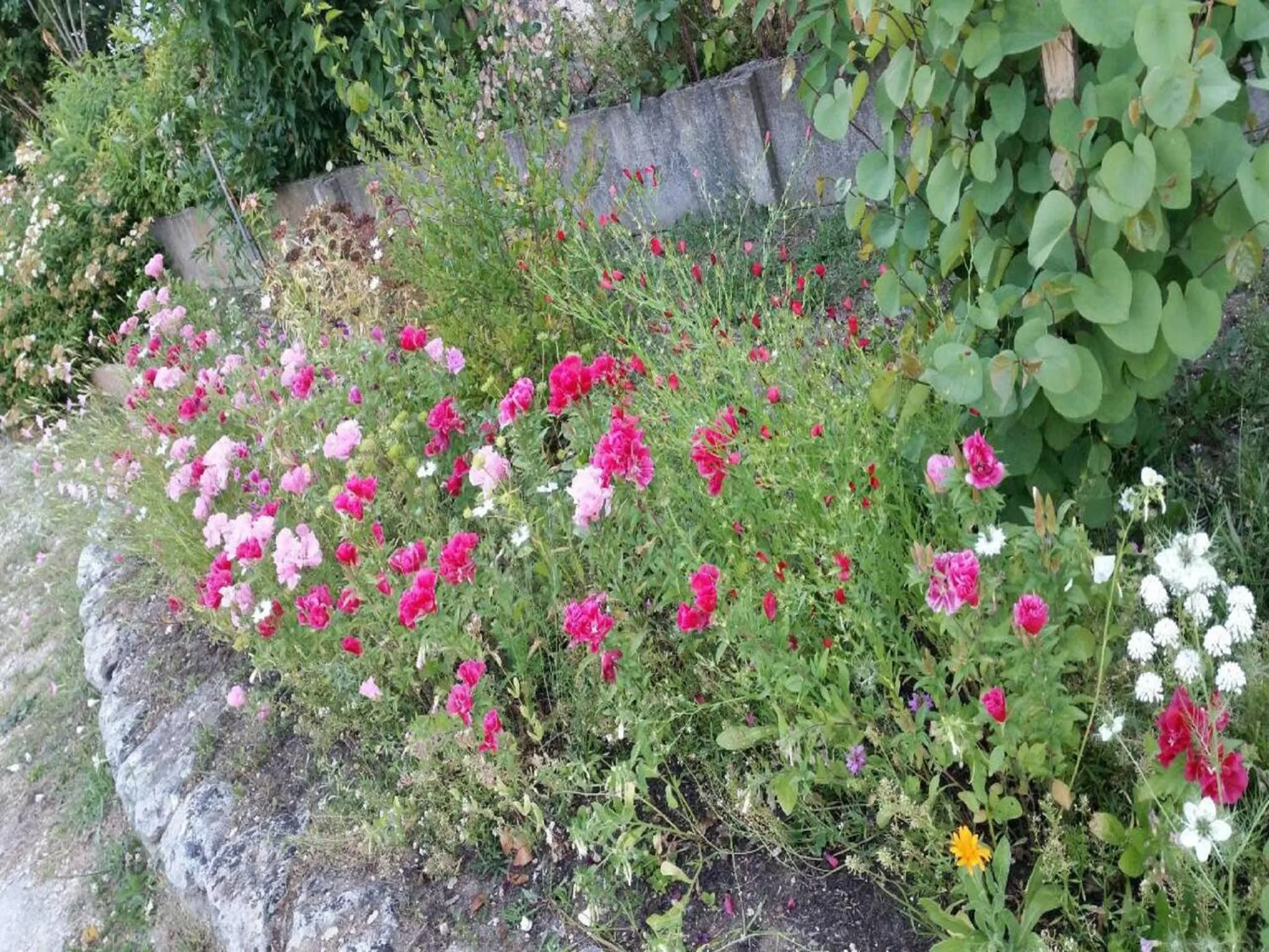 Garden in Chambres D'hôtes du Plessis