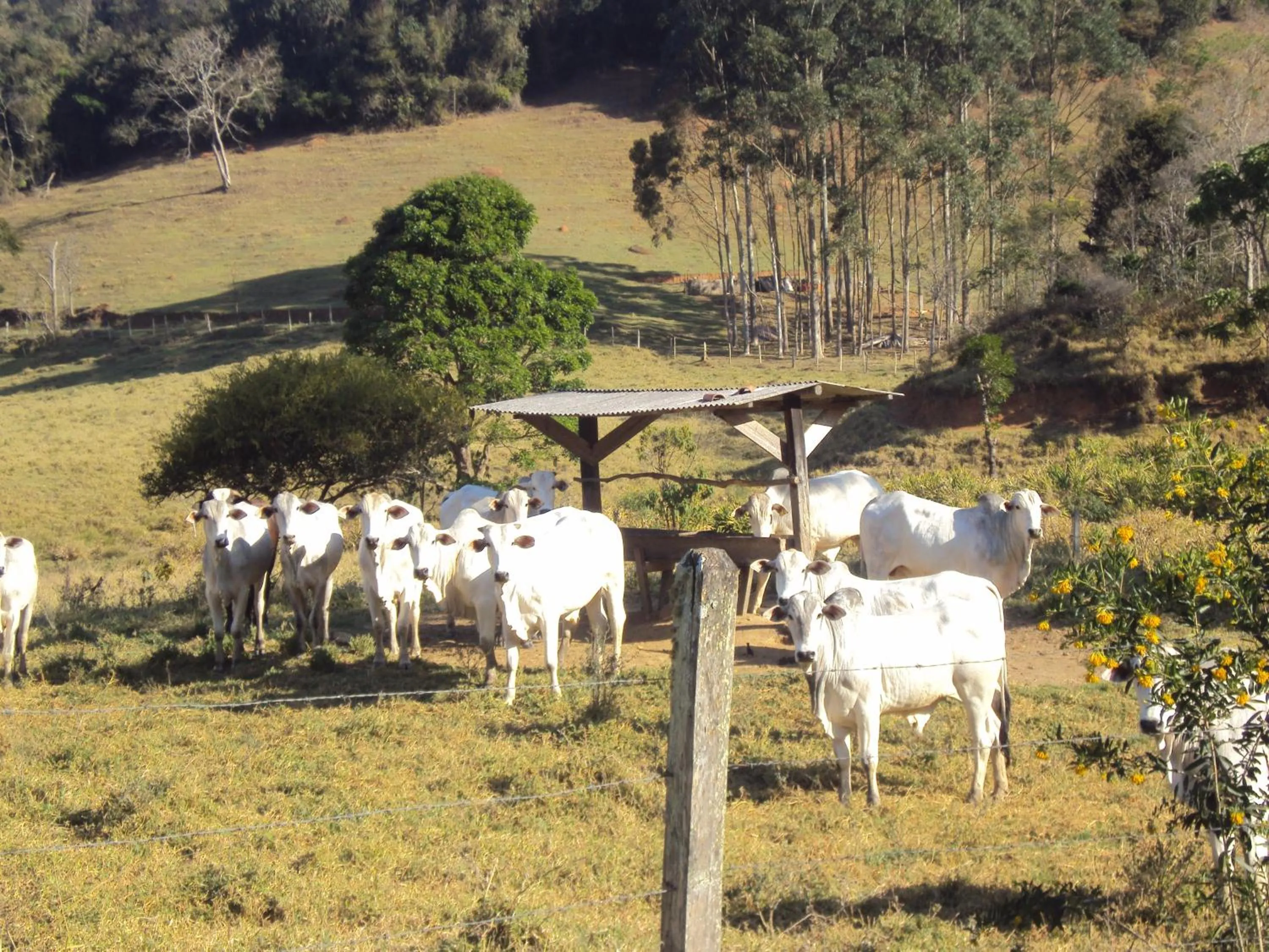 Animals in Toca - Bairro Serrano