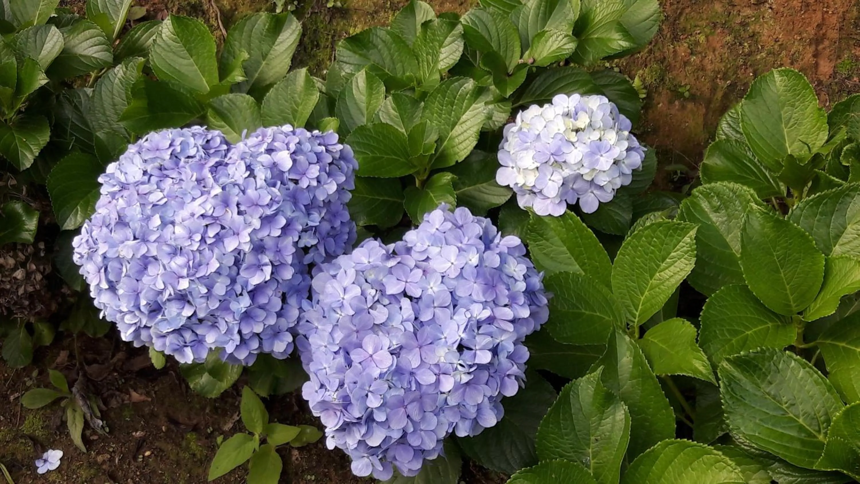 Toca - Bairro Serrano