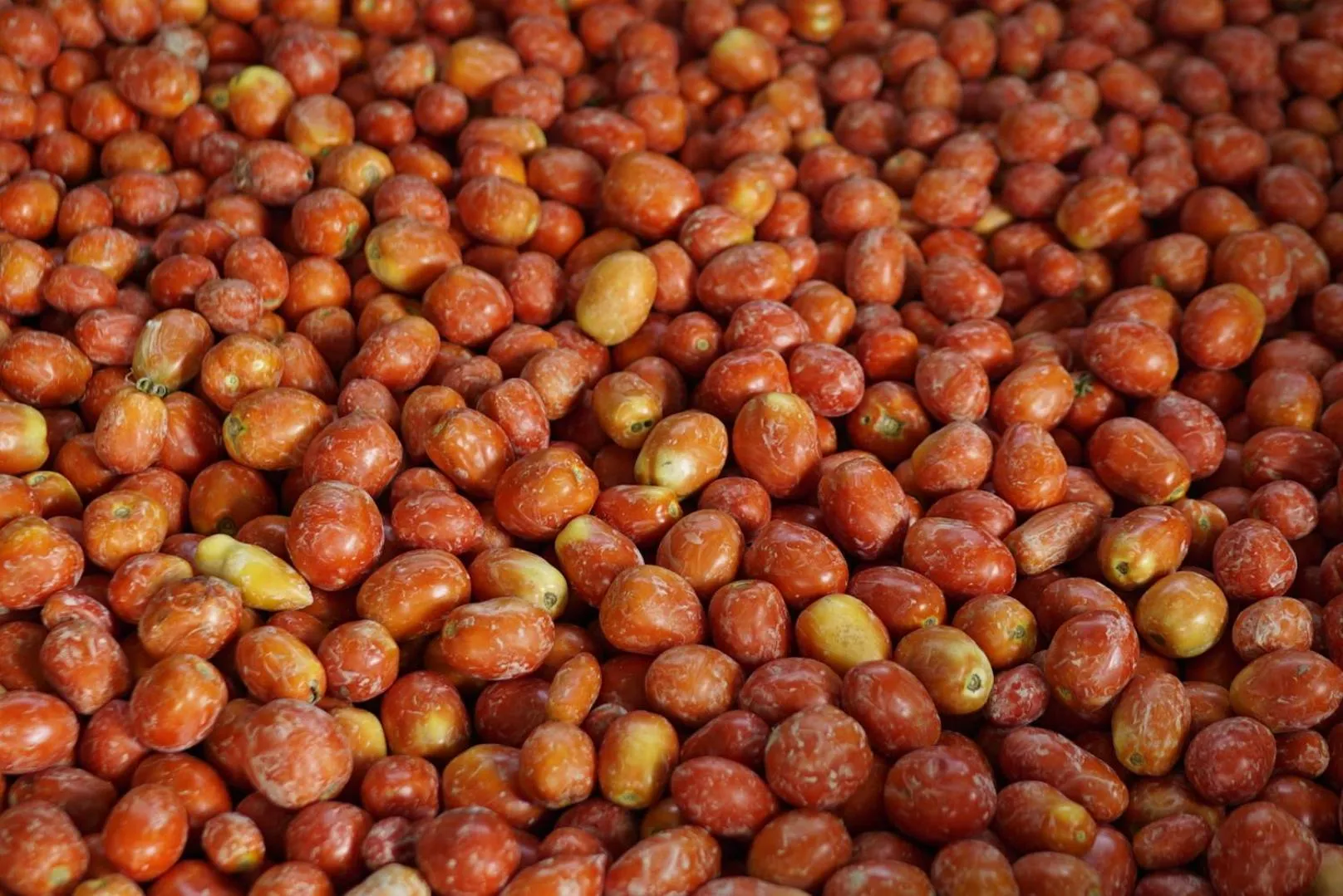 Agriturismo Colle Casini Cortesi