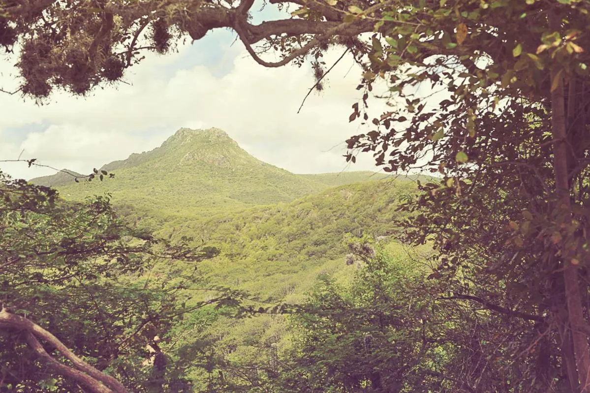 View (from property/room) in Palm Trees Apartments