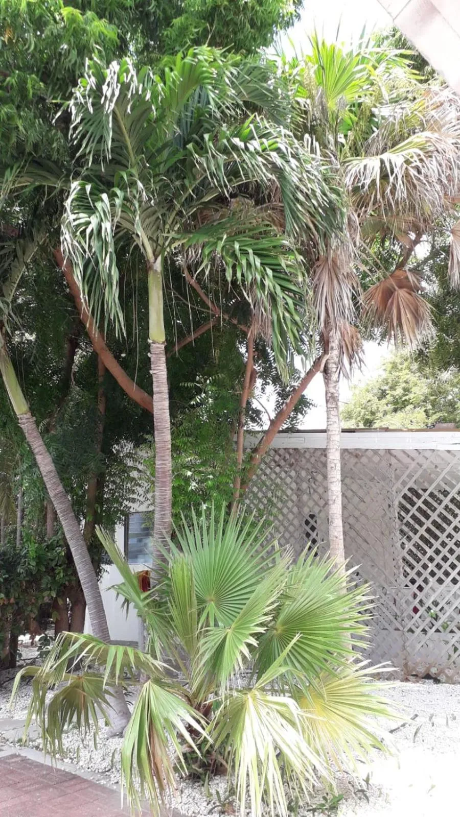 Palm Trees Apartments