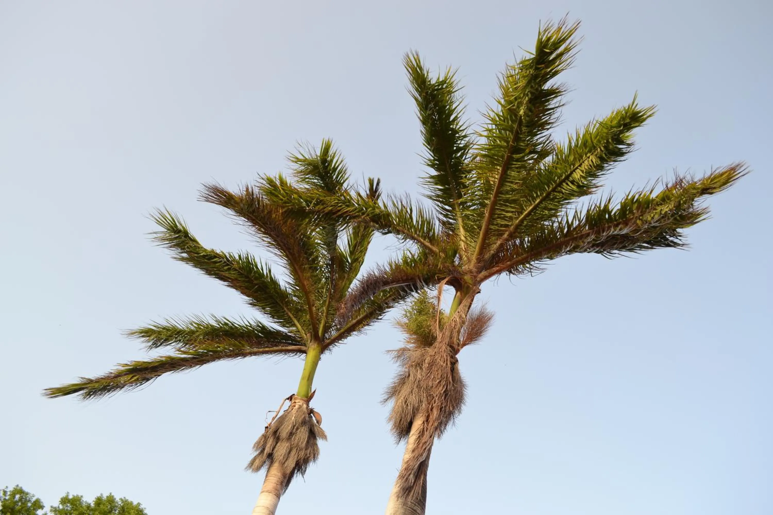 Summer in Palm Trees Apartments