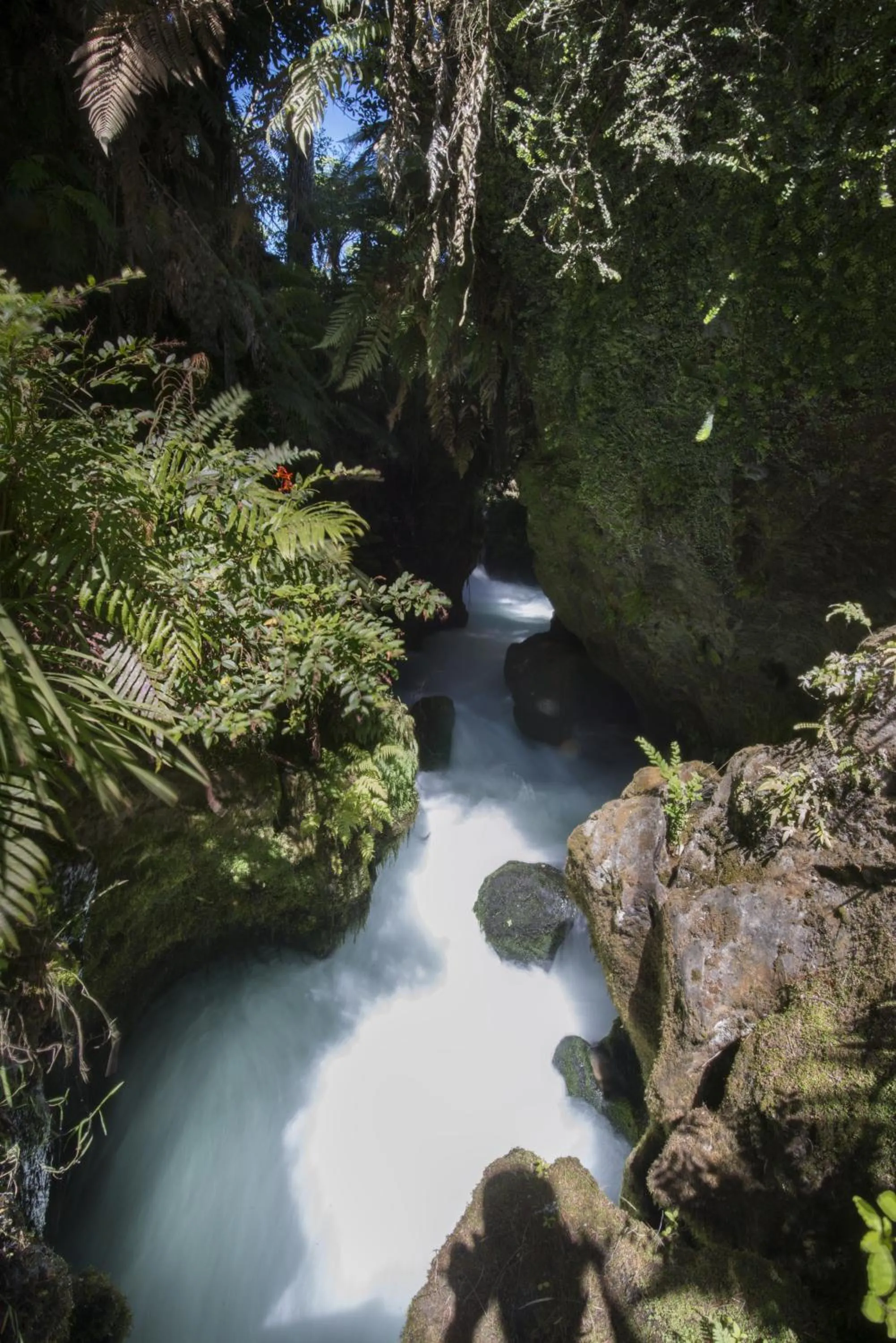 Natural landscape in Okoroire Hot Springs Hotel