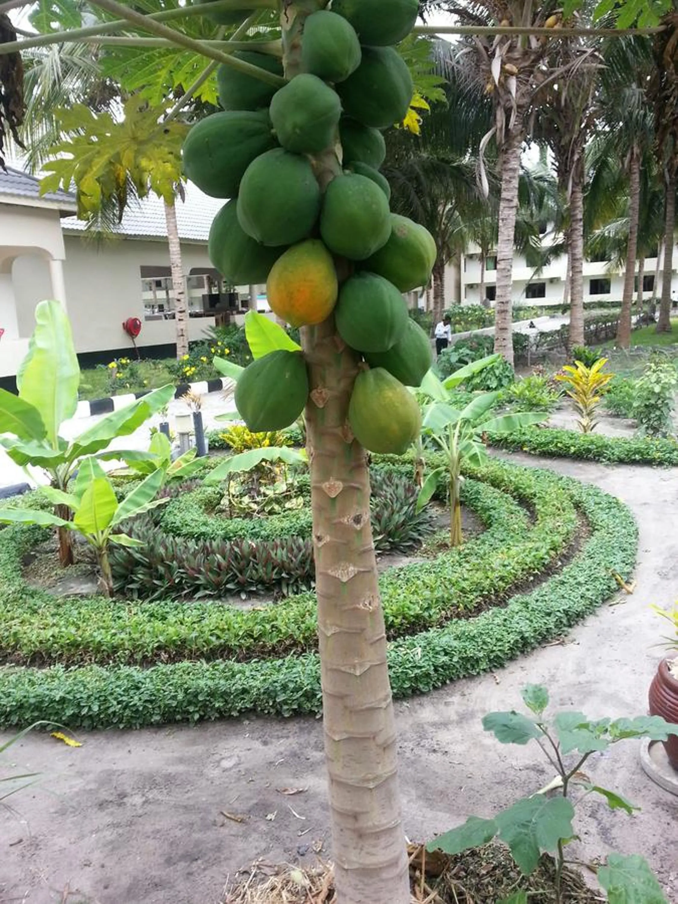 Garden view in Oceanic Bay Hotel & Resort