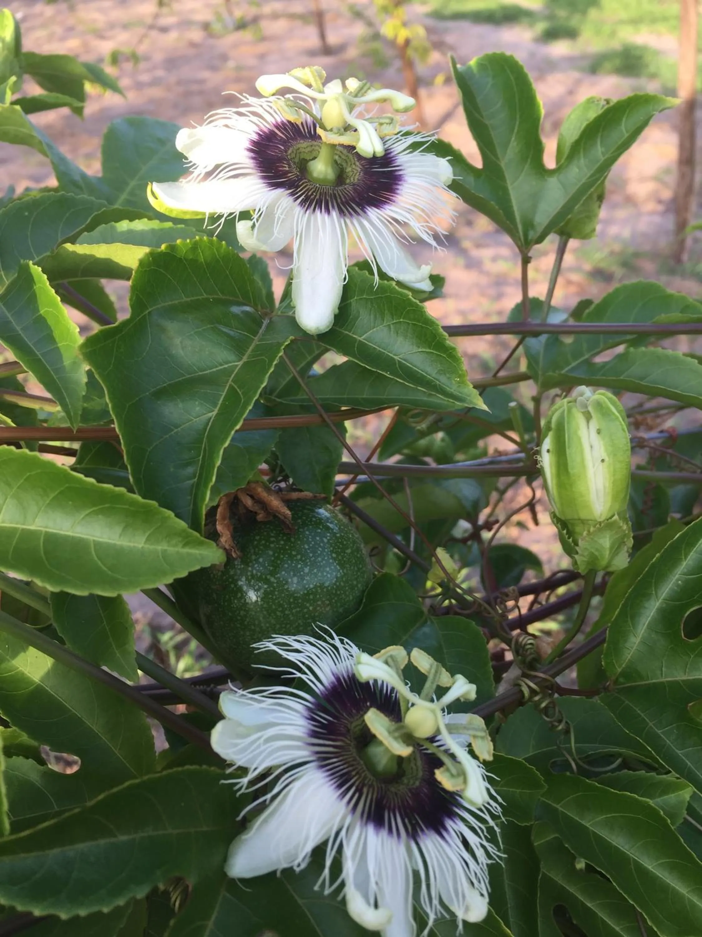 Decorative detail in Oceanic Bay Hotel & Resort