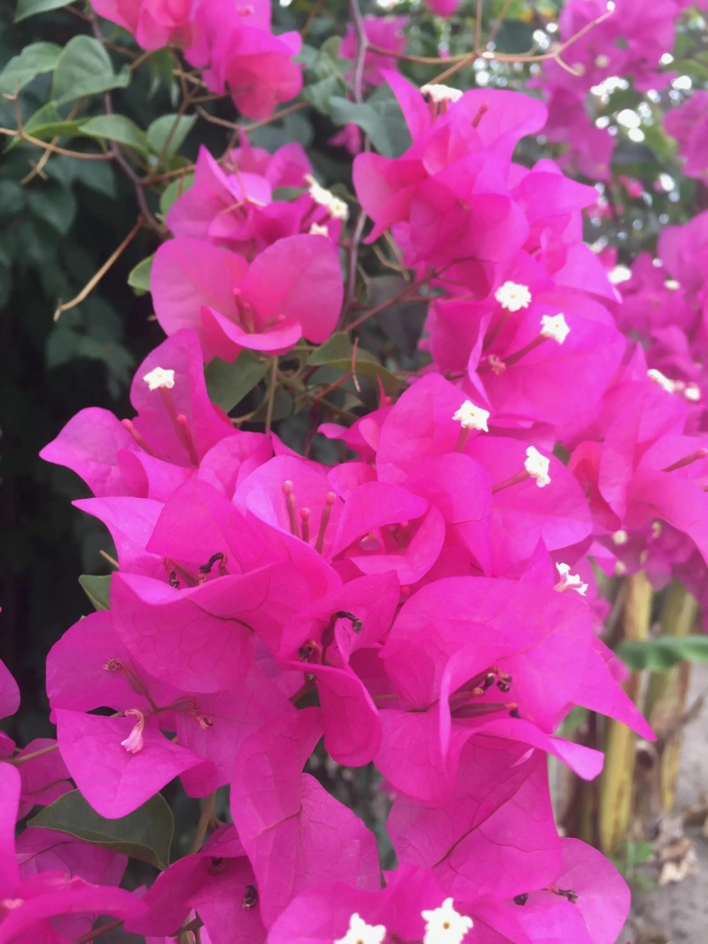 Garden in Oceanic Bay Hotel & Resort