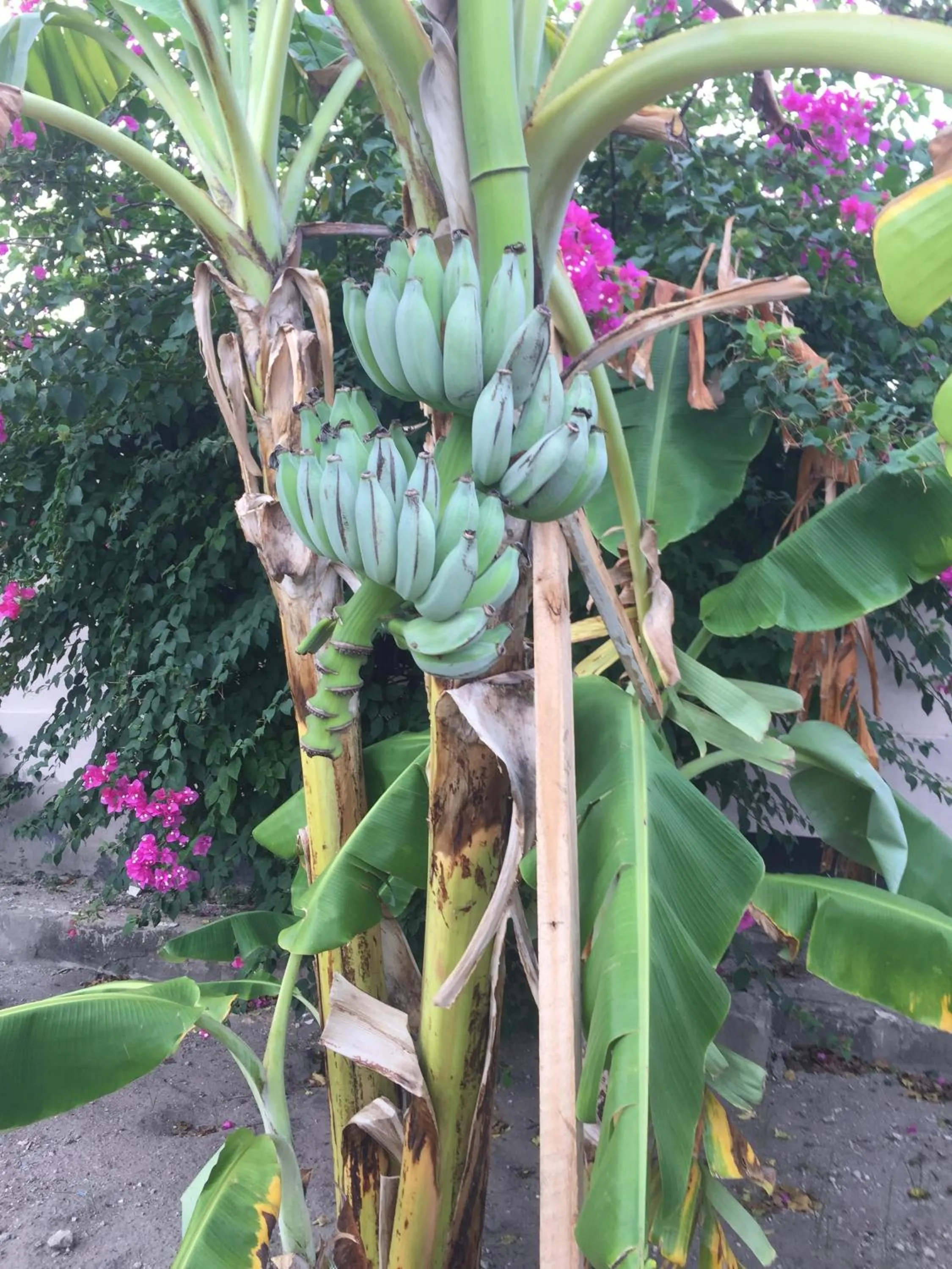 Garden in Oceanic Bay Hotel & Resort