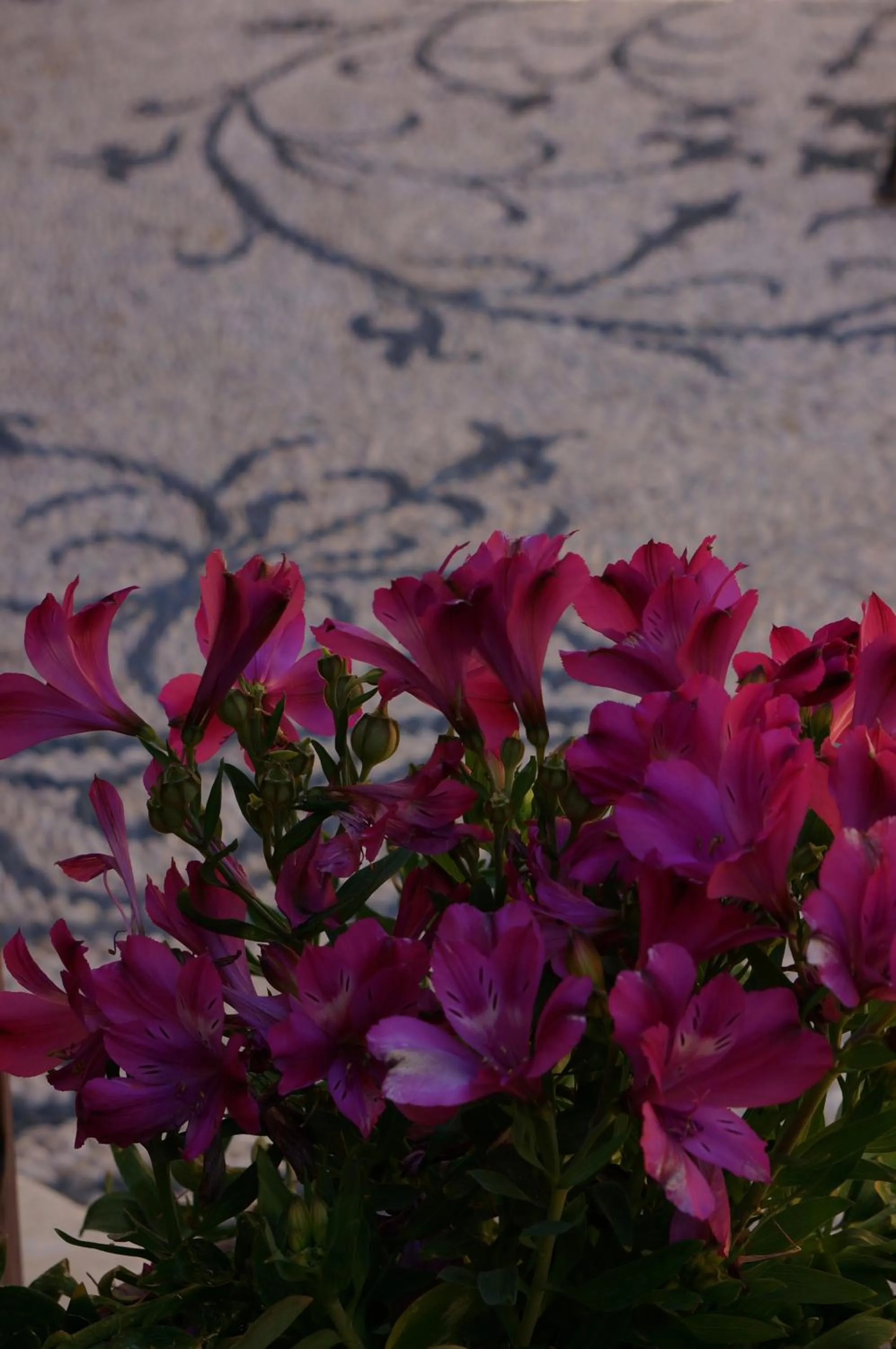 Patio in Hotel Ellique