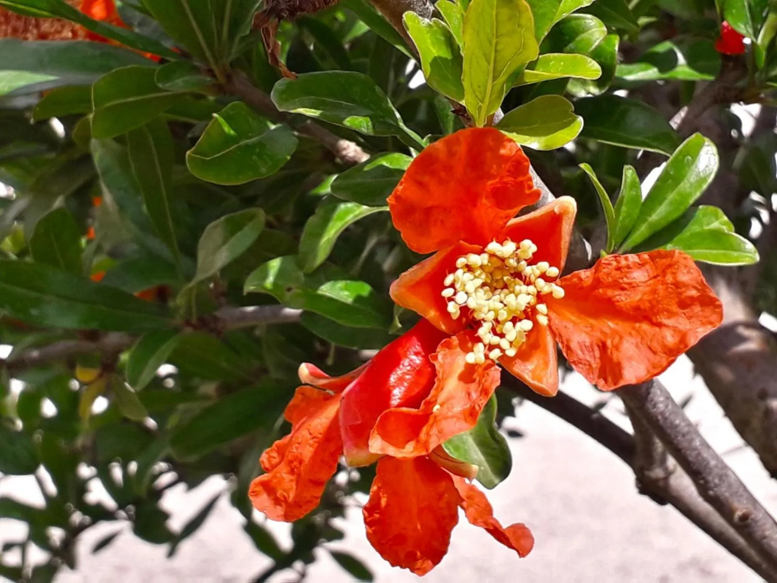 Garden in Residence Spadalunga