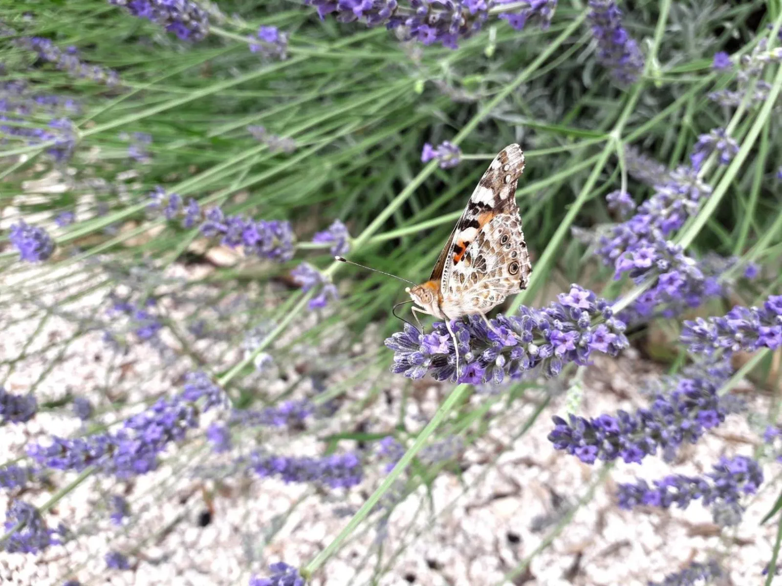 Decorative detail in Residence Spadalunga