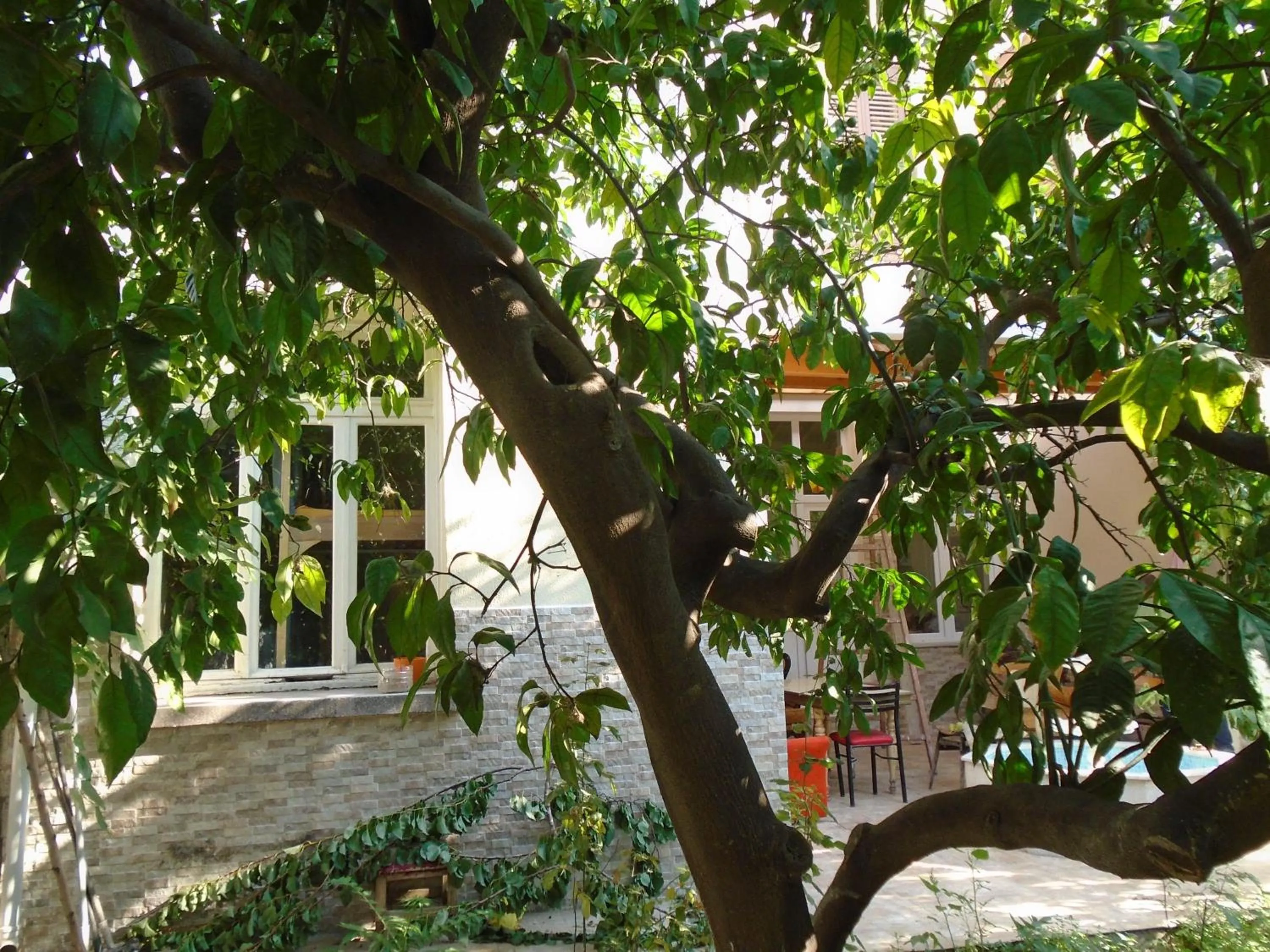 Garden in Lotus Garden Hostel Izmir