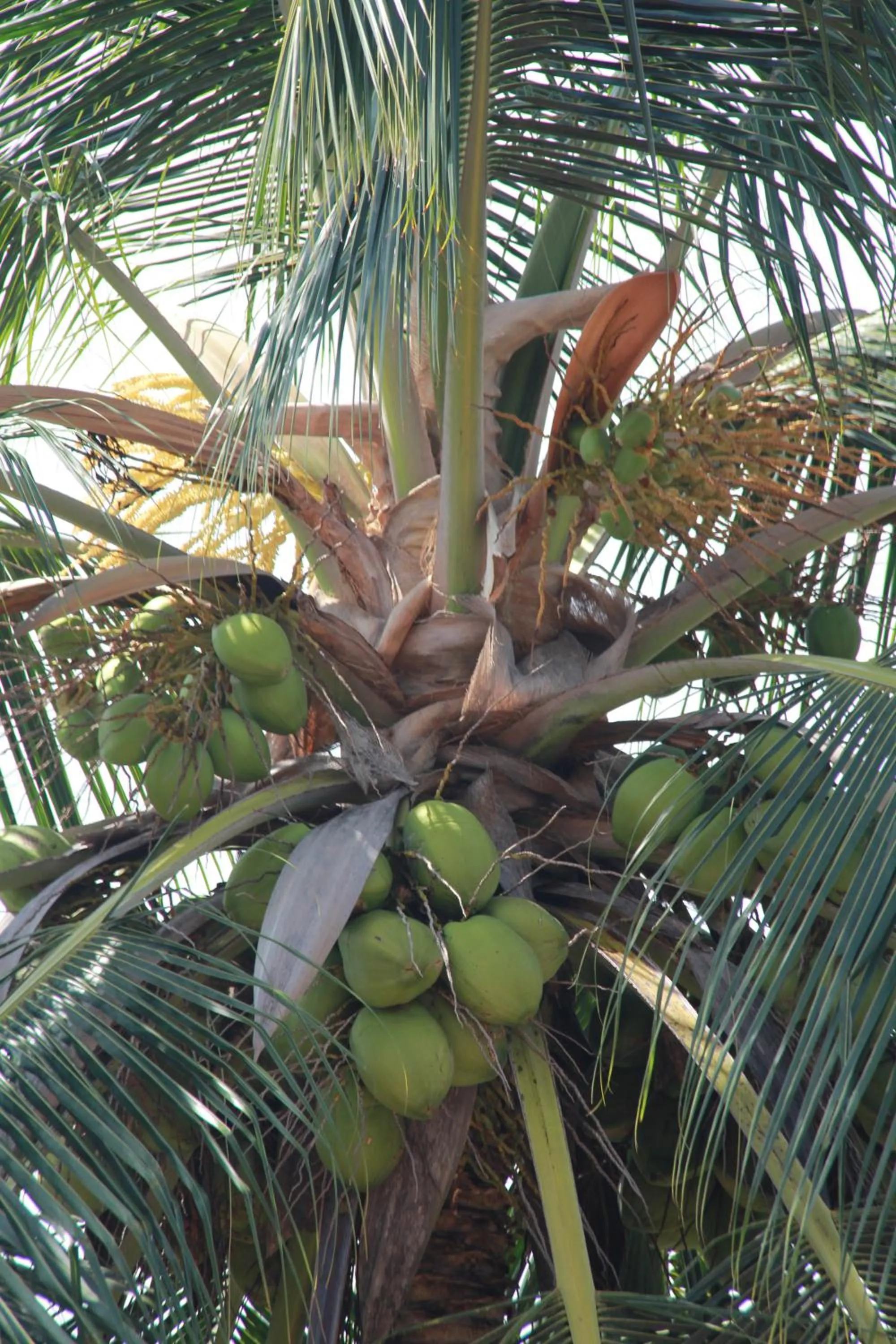 Other in Anura Guest Inn