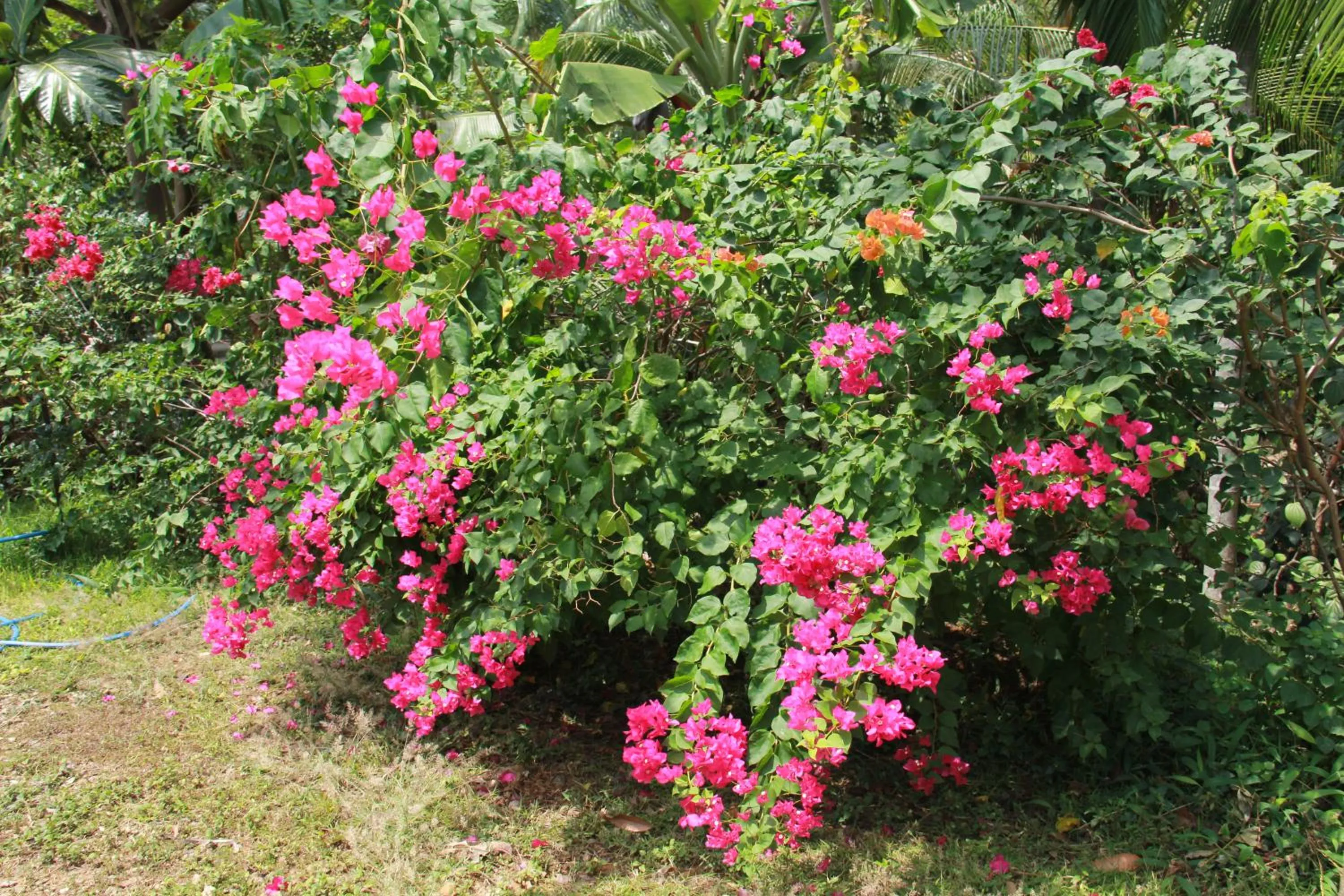Garden view in Anura Guest Inn