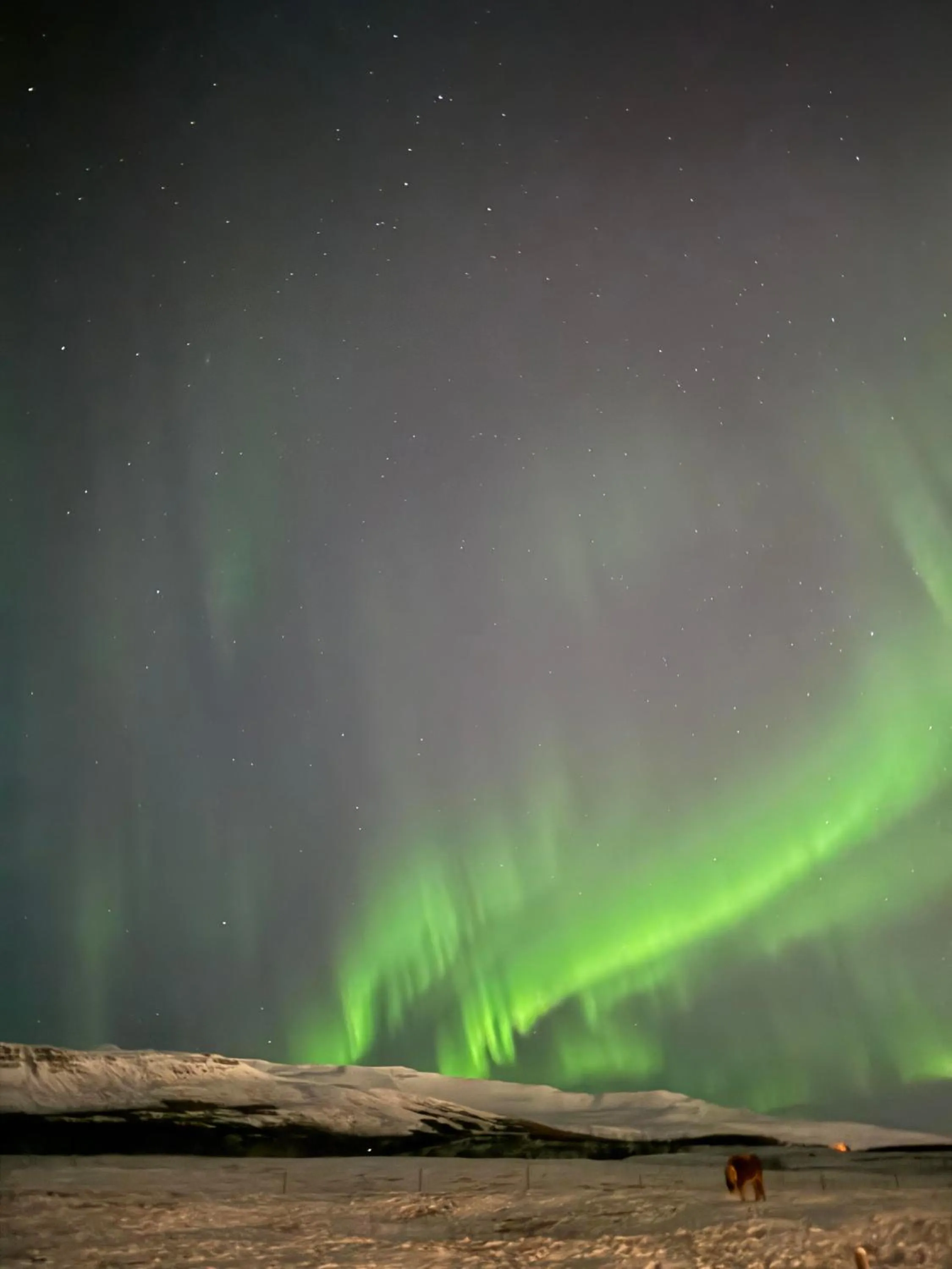 Night in Hotel Kjarnalundur- Aurora Dream - Lodges and Rooms