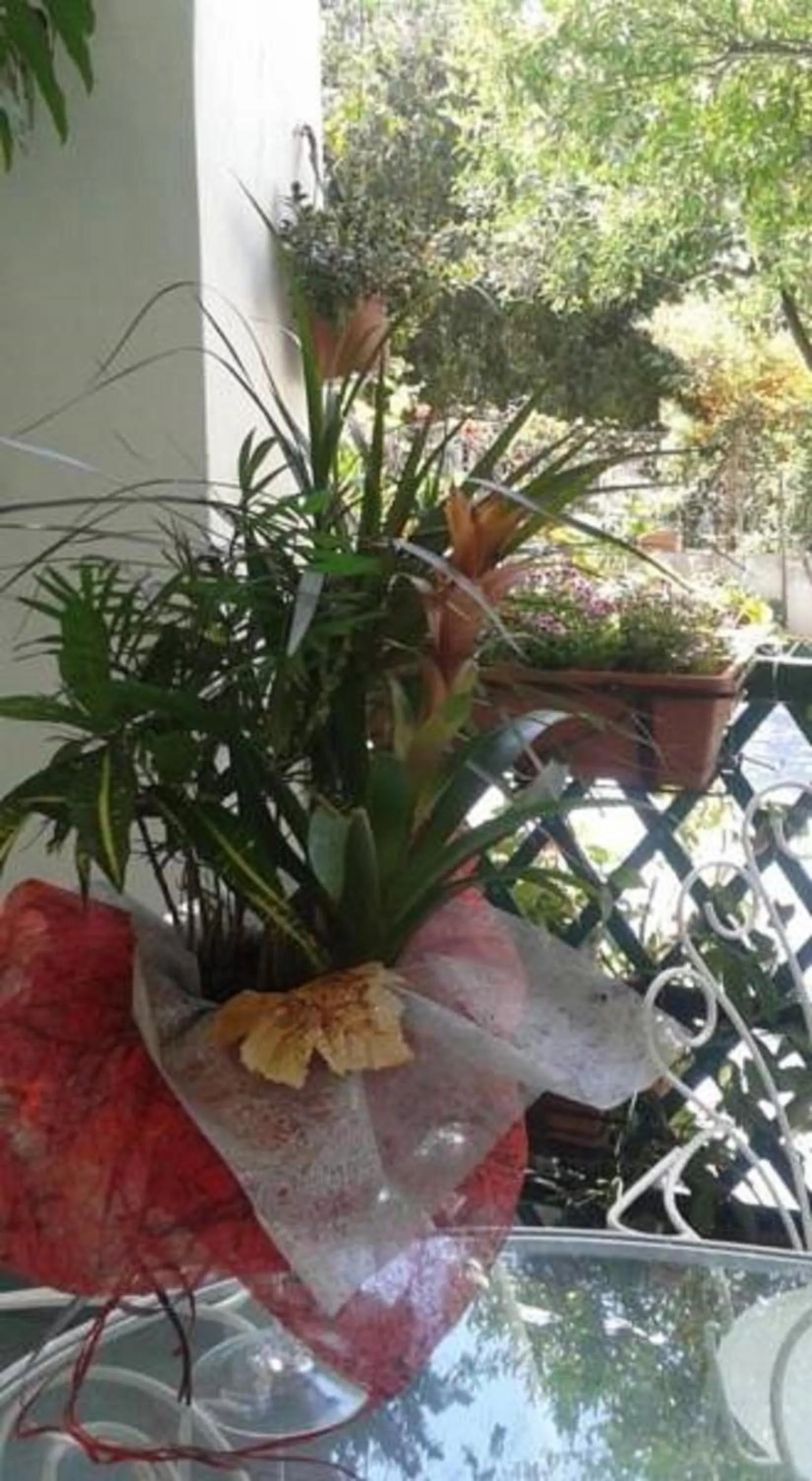 Garden in B&B Albatros