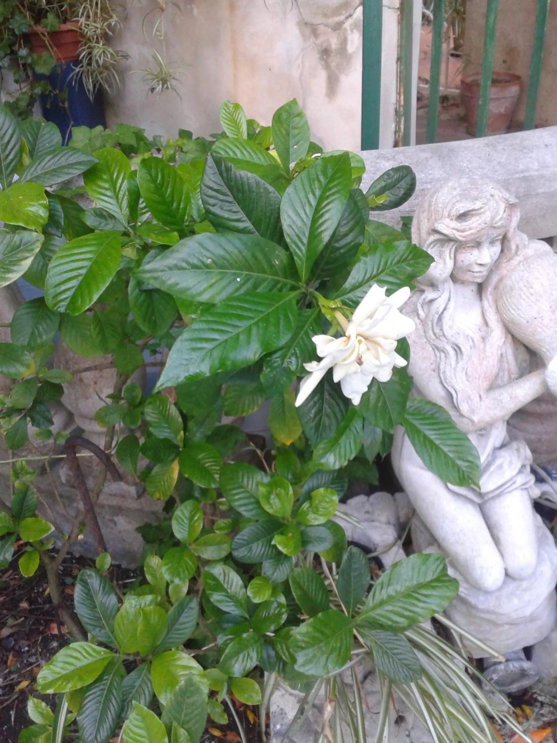 Garden in B&B Albatros