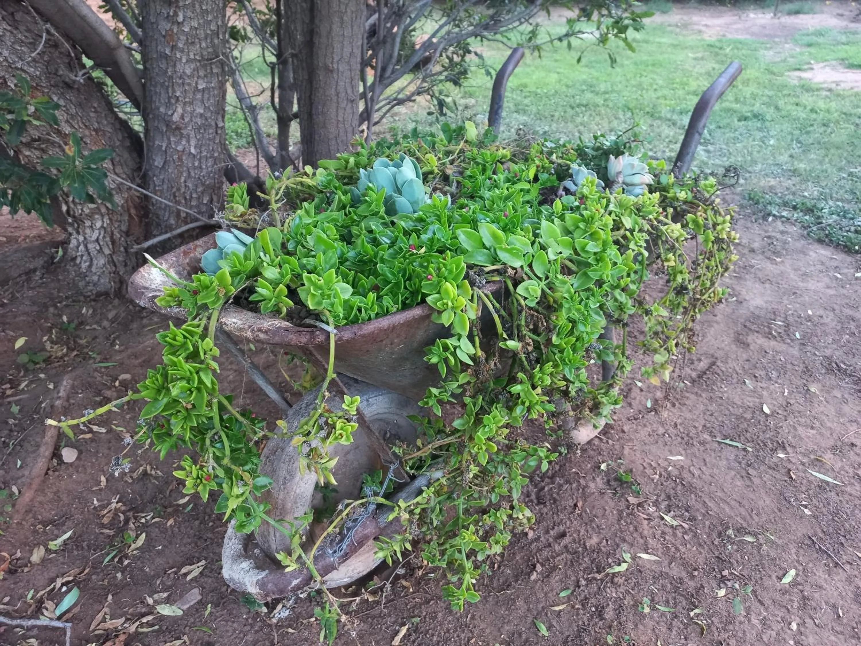 Garden in Karoo Life B&B