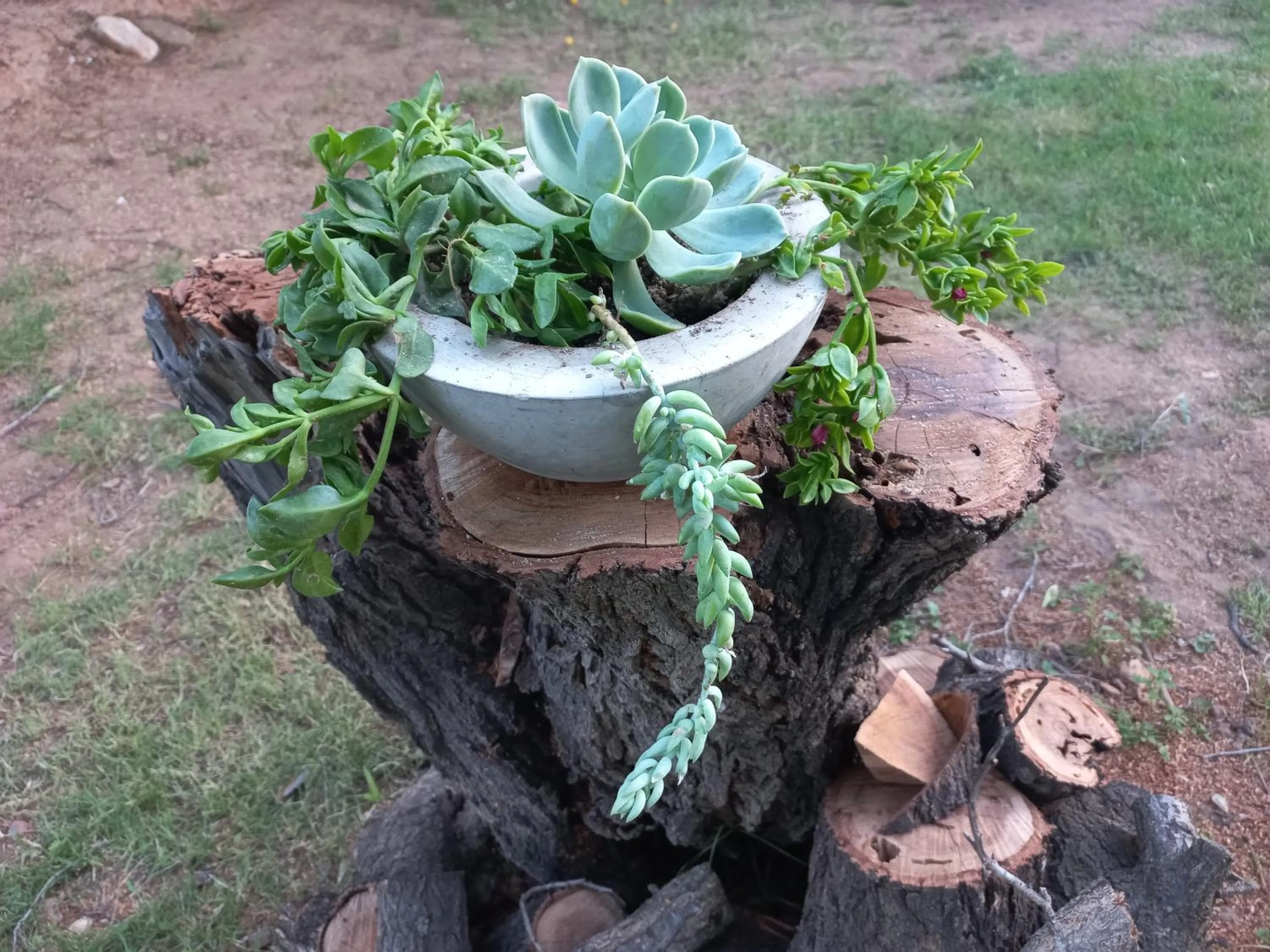 Garden in Karoo Life B&B