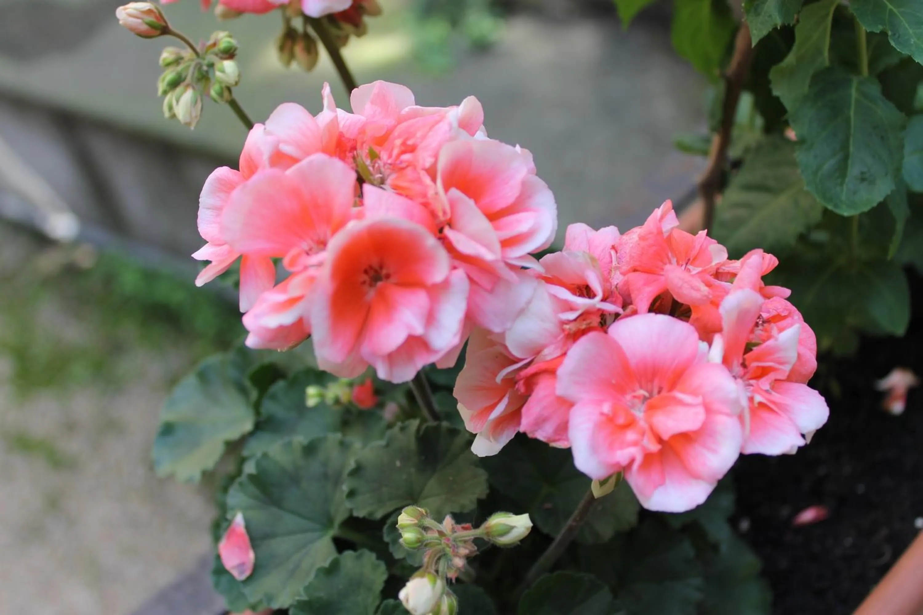 Garden view in Omega Guesthouse Budapest